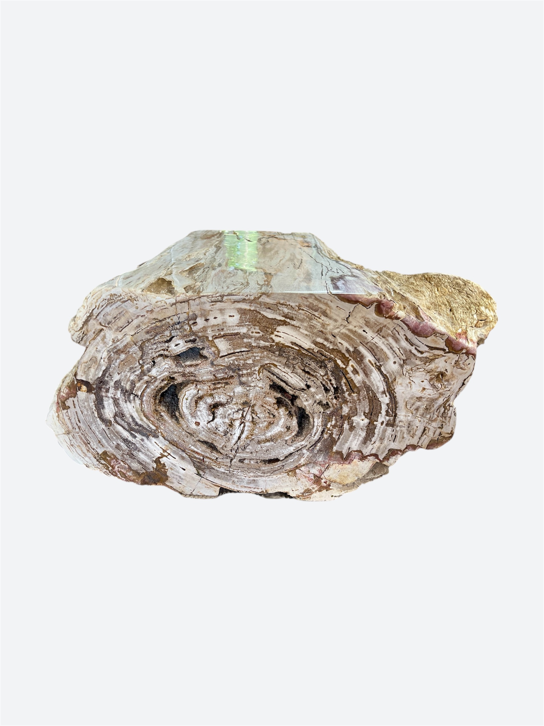 Very Large Petrified Wood Coffee Table
