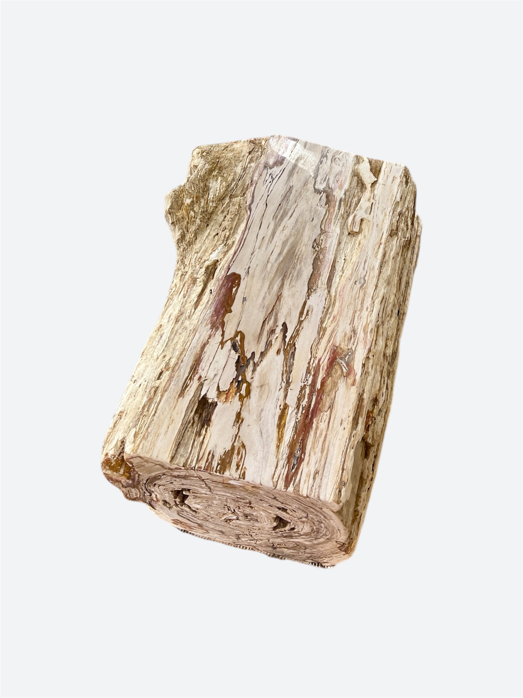 Very Large Petrified Wood Coffee Table