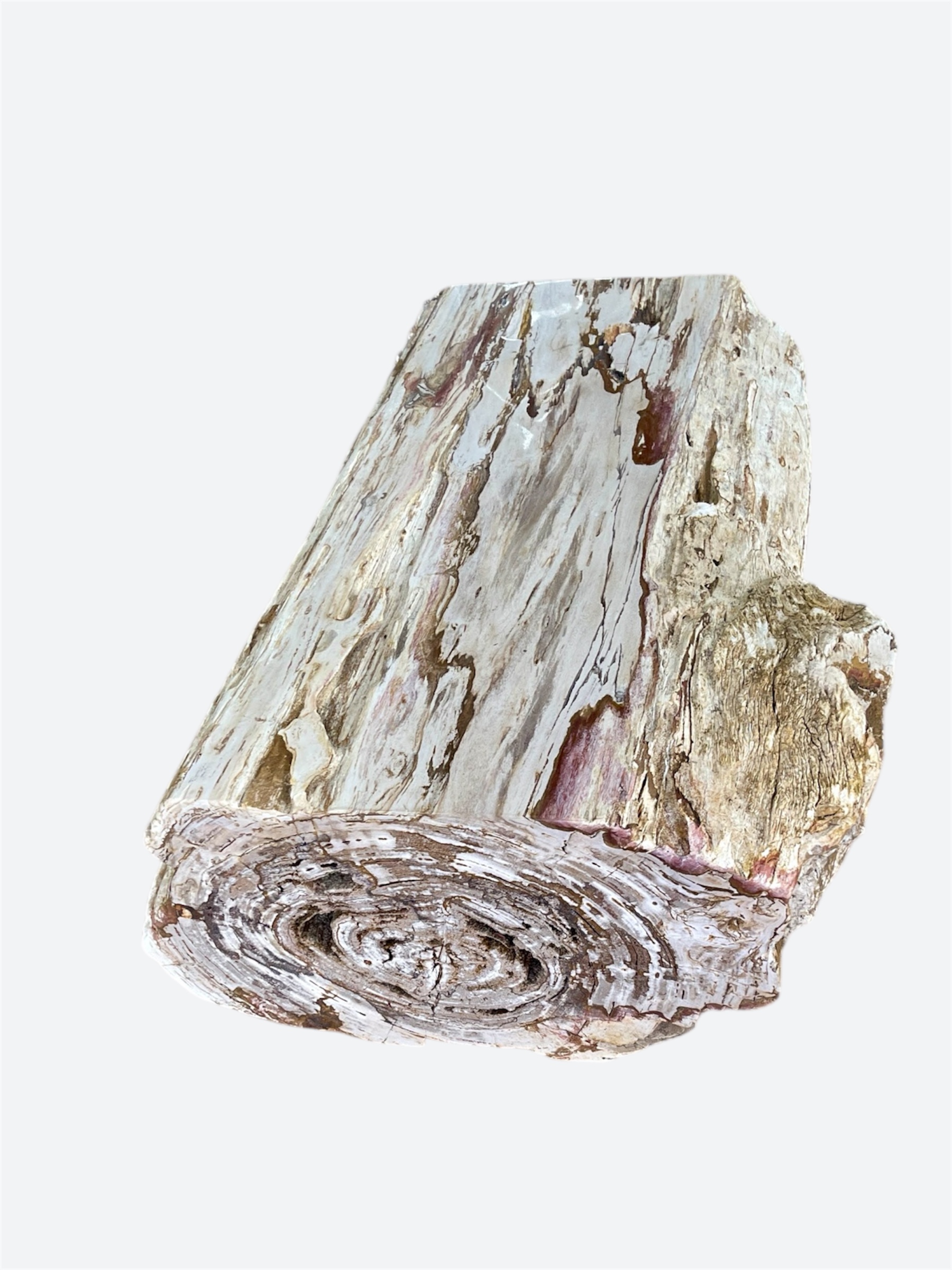 Very Large Petrified Wood Coffee Table