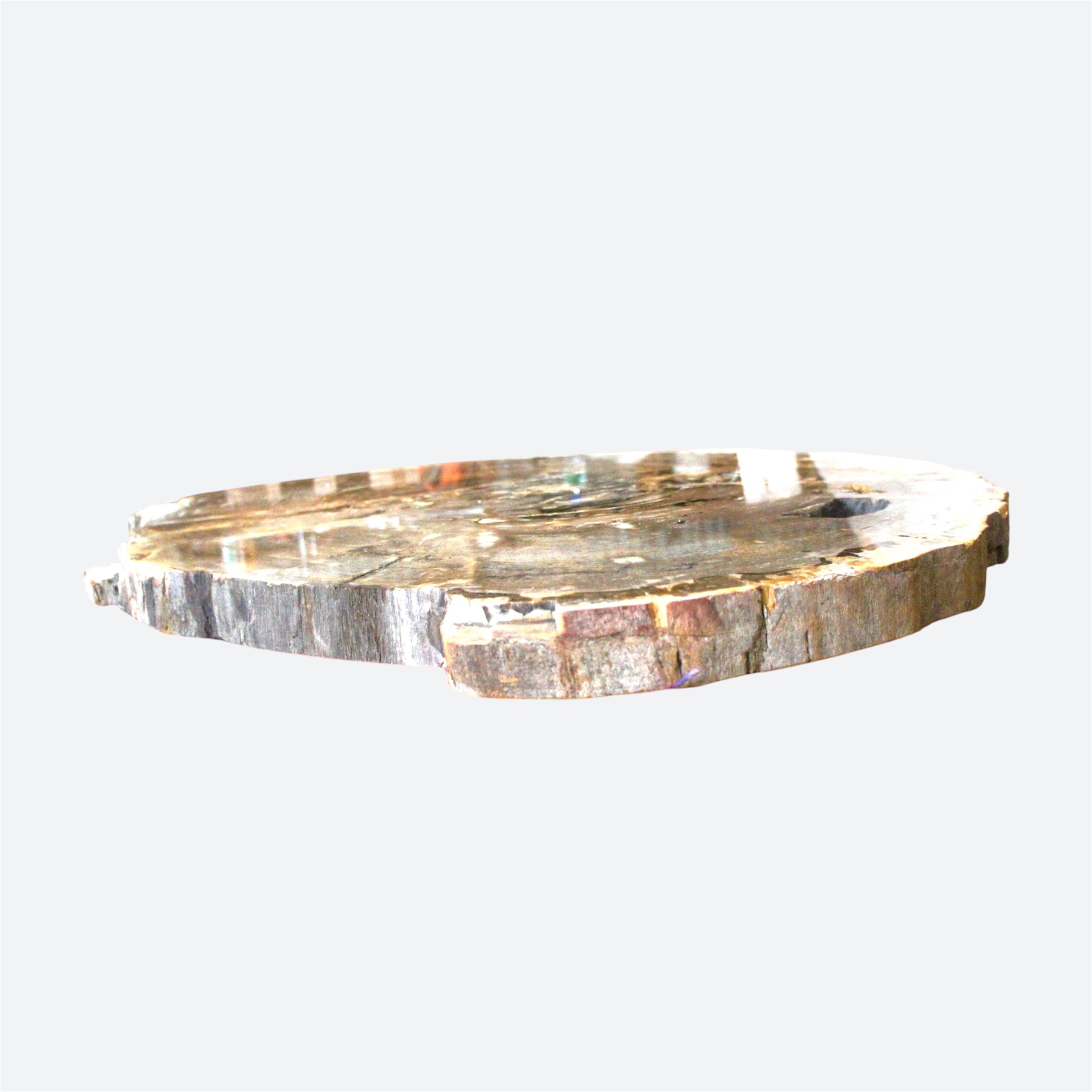 Petrified Wood Coffee Table Slice