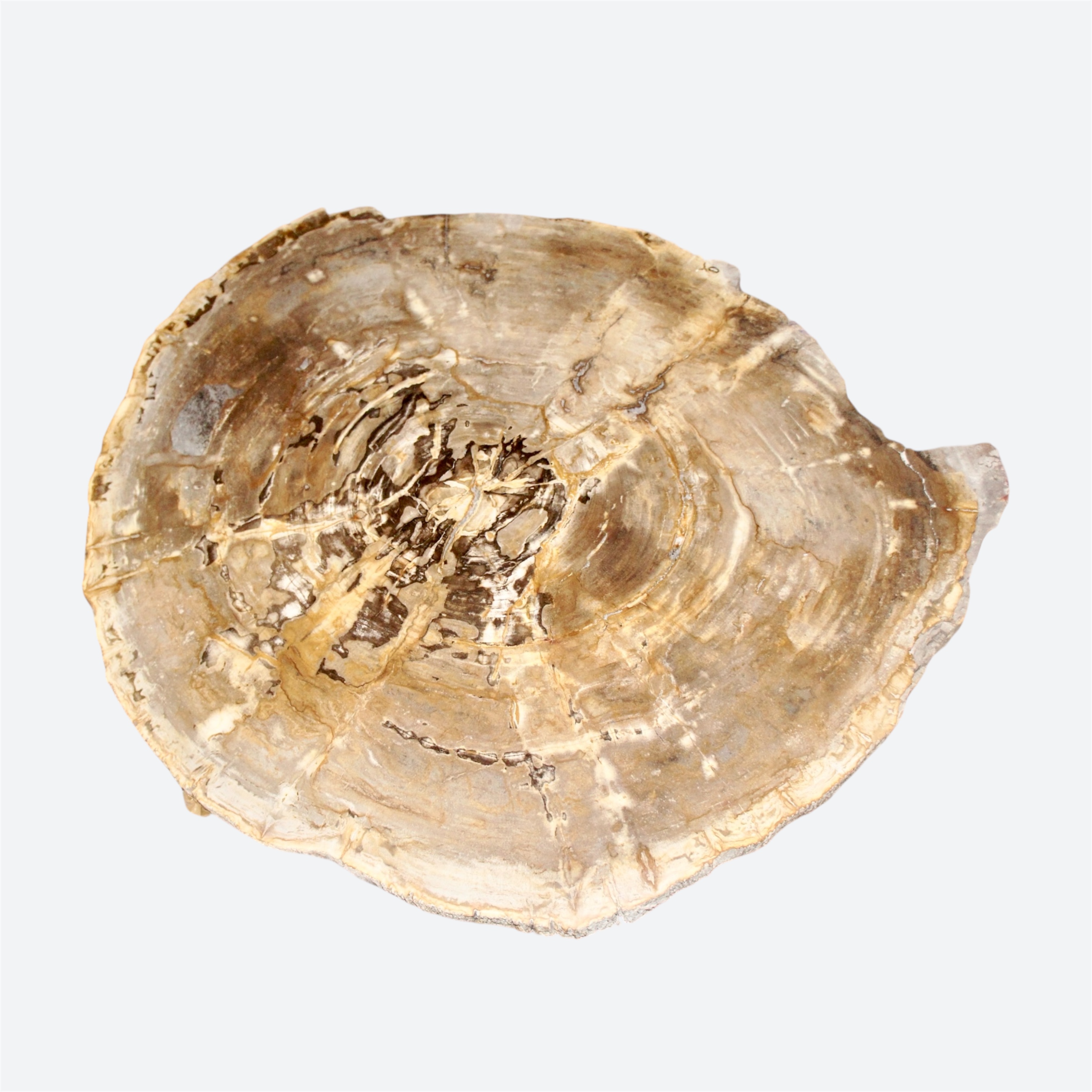 Petrified Wood Coffee Table Slice