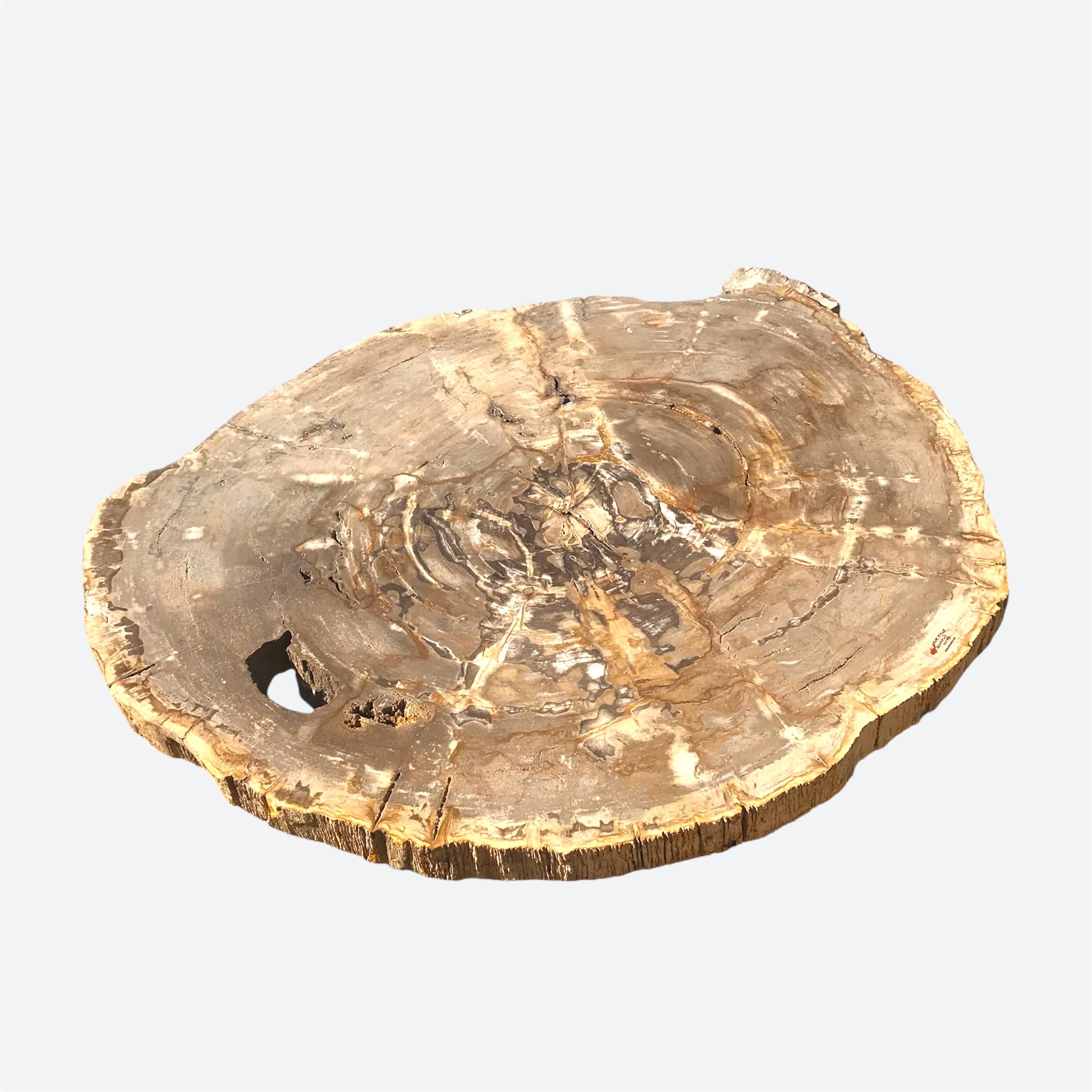 Petrified Wood Coffee Table Slice