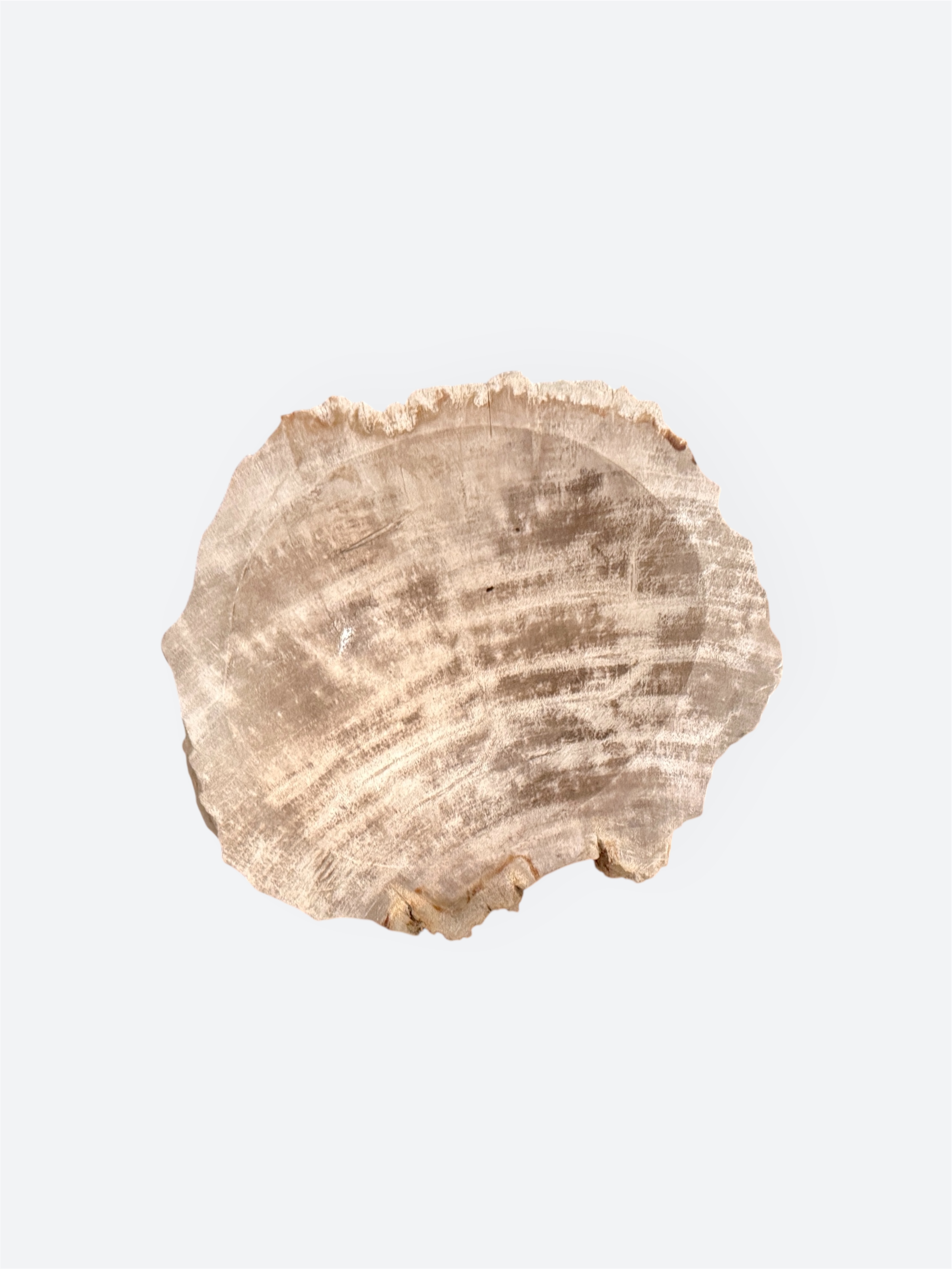  Low Petrified Wood Bowl 