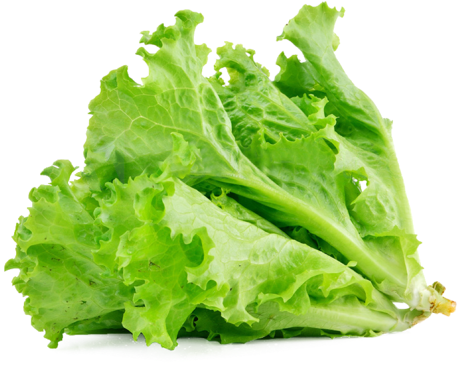 Lechuga organica