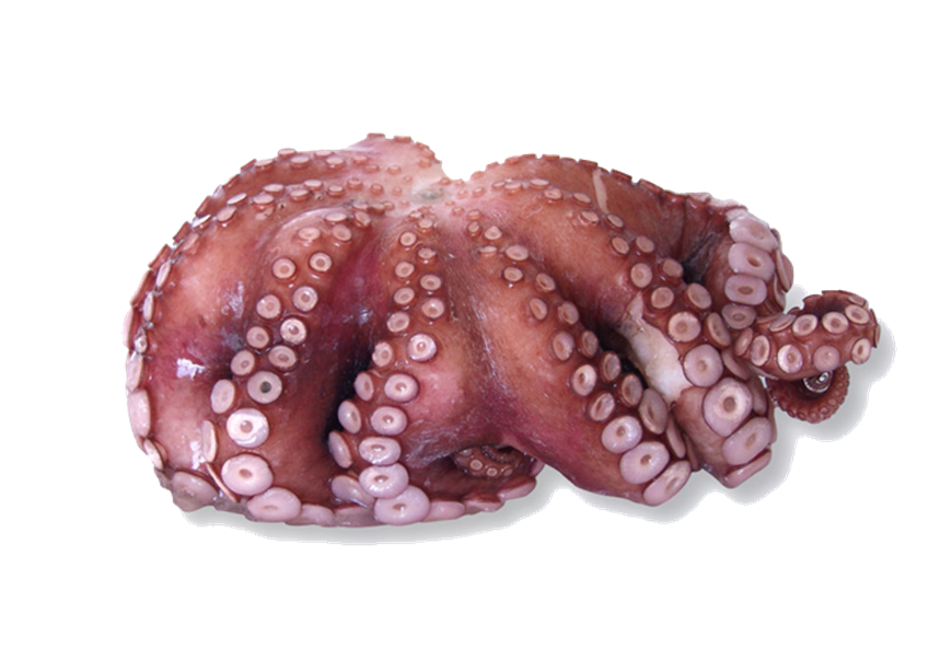 Pulpo fresco