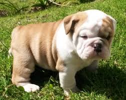 BULLDOG INGLES