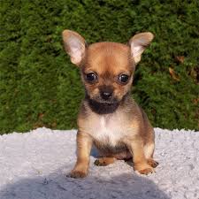 CHIHUAHUA