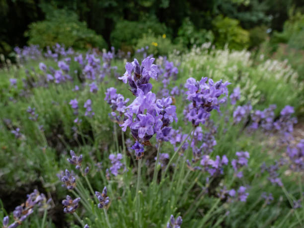 Aceite Esencial de Lavanda