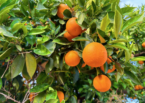 Aceite Esencial de Naranja