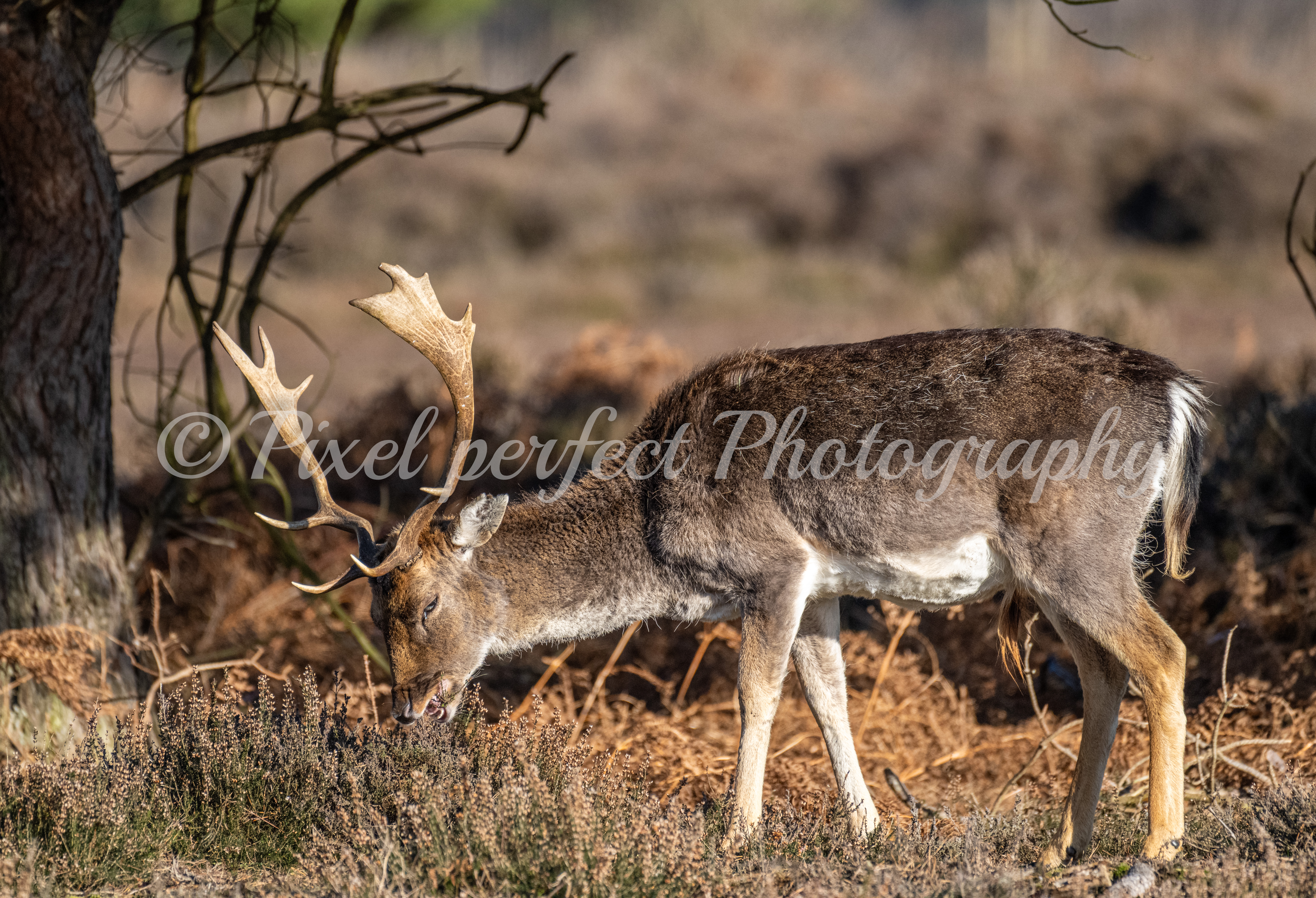 Male Deer Feeding 
