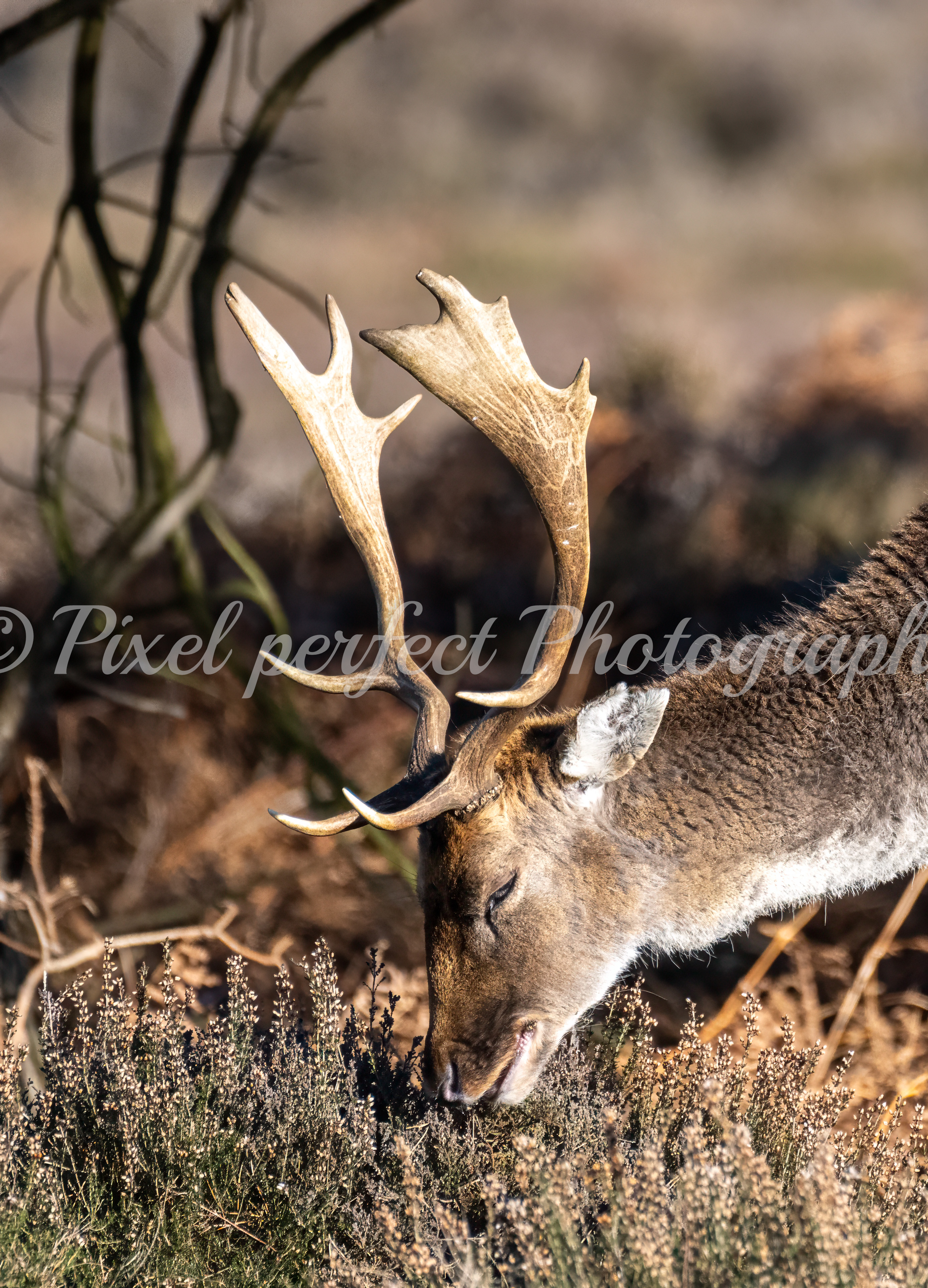 Male Deer feeding Headshot