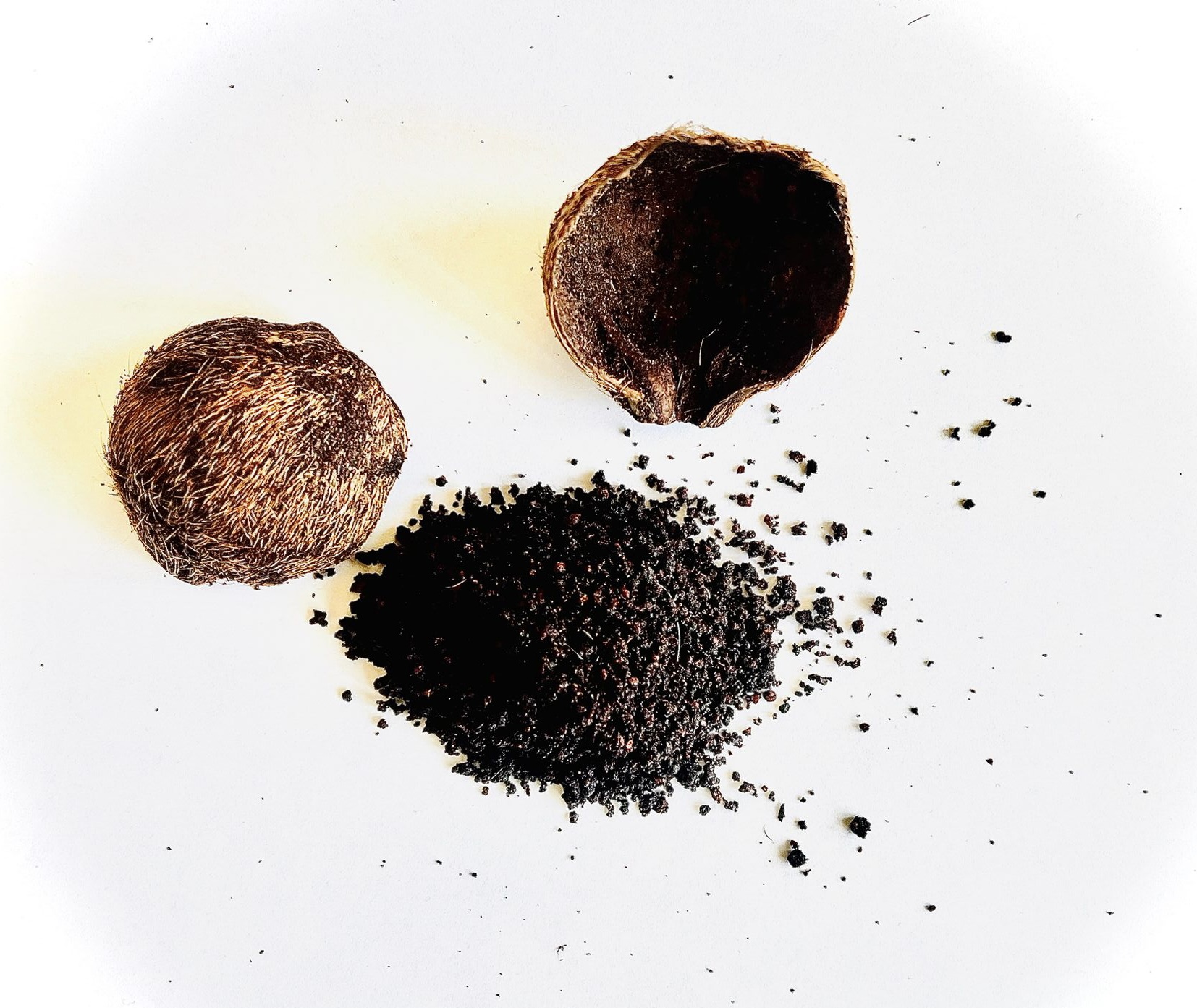 Raw Dry Real Deer Musk / Kasturi