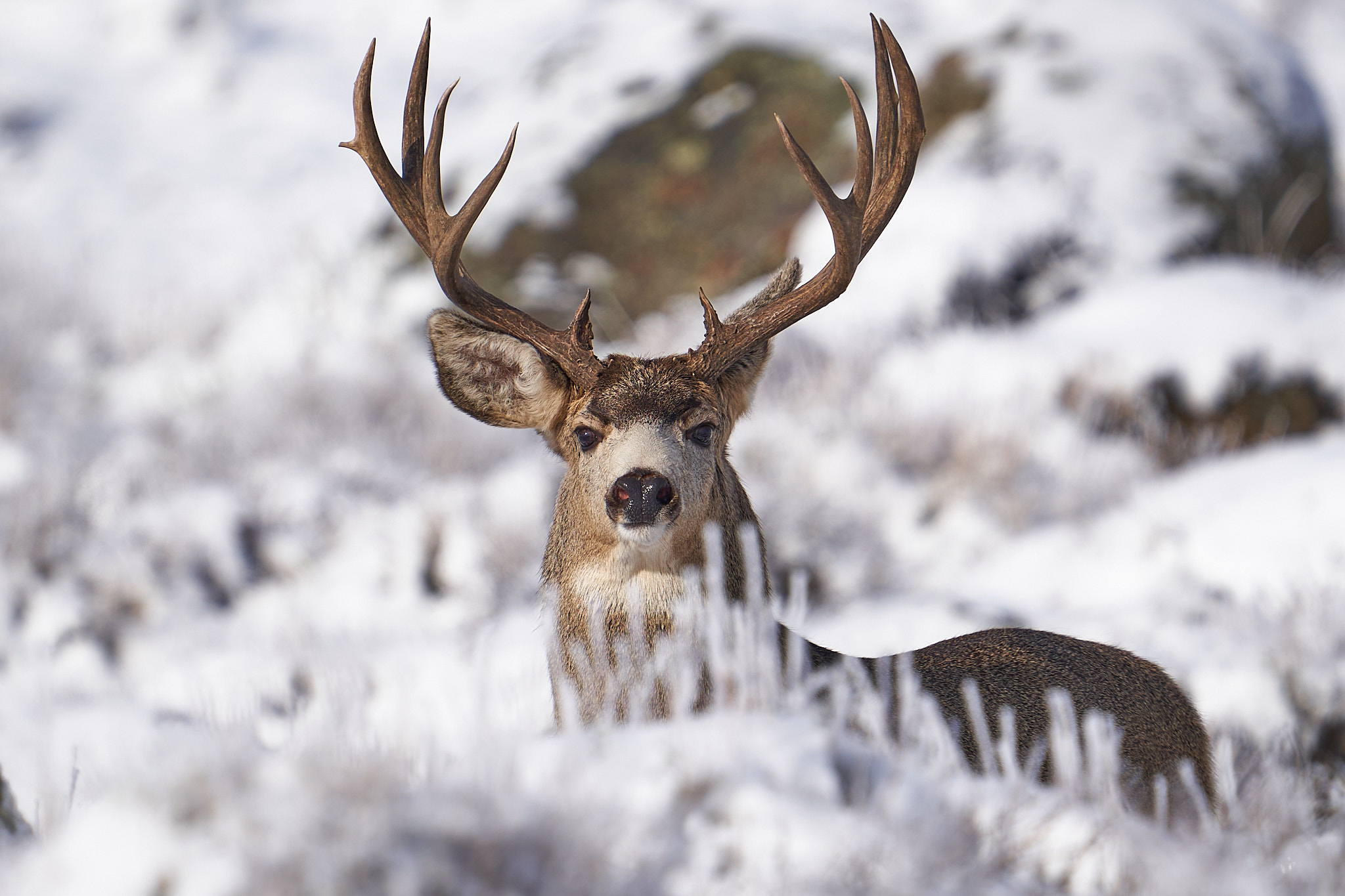 Mule Deer 096