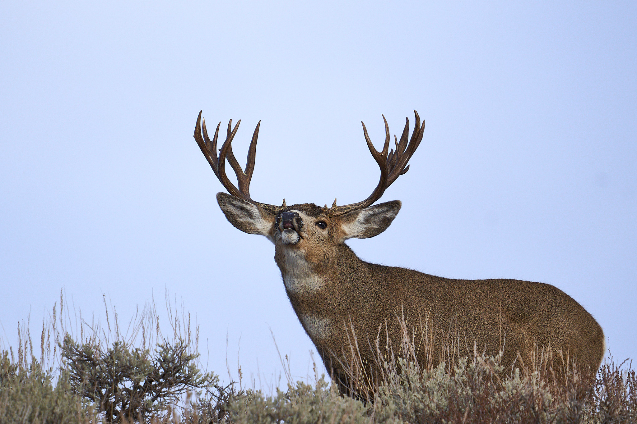 Mule Deer 095