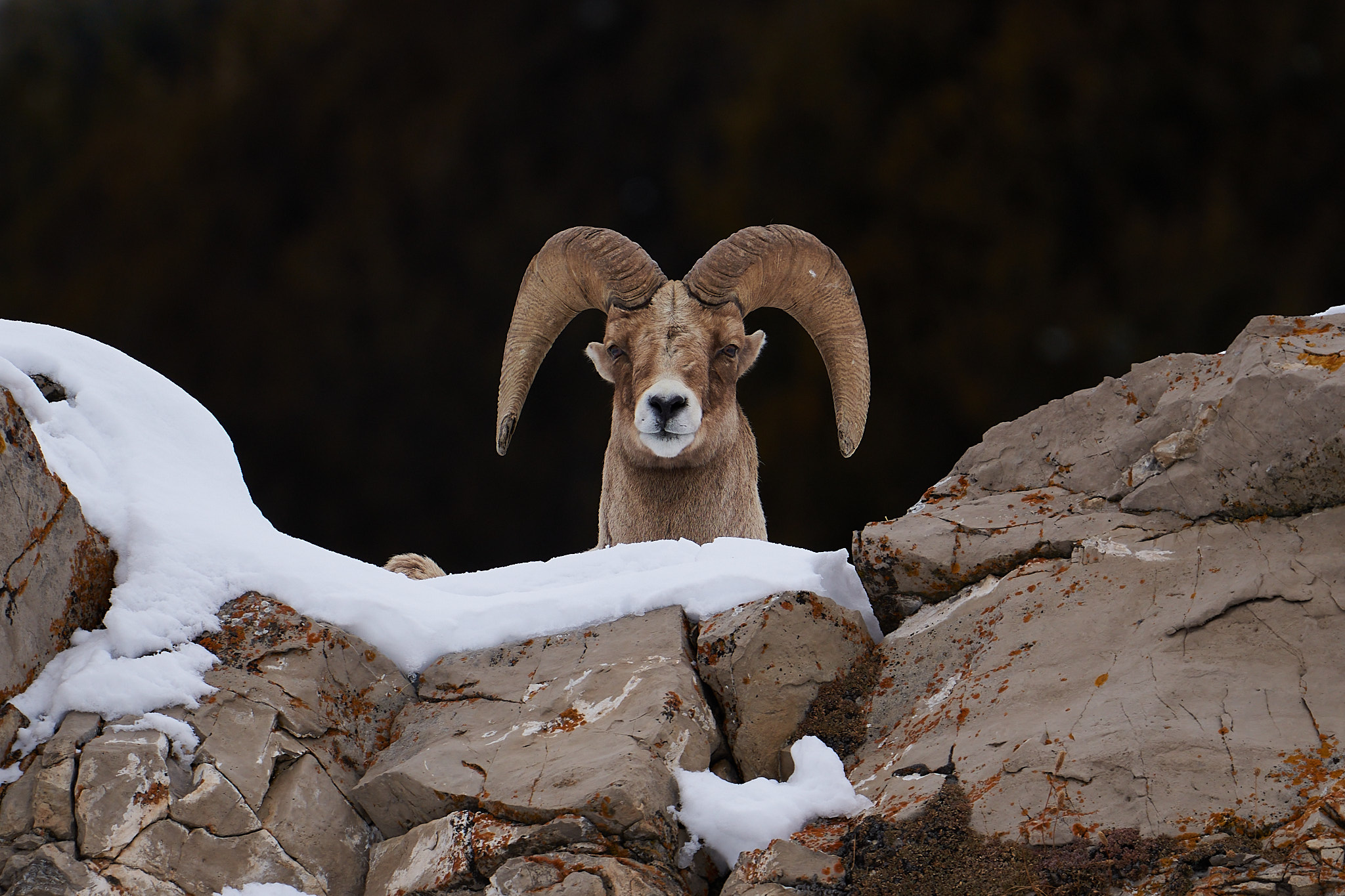 Bighorn Sheep 093