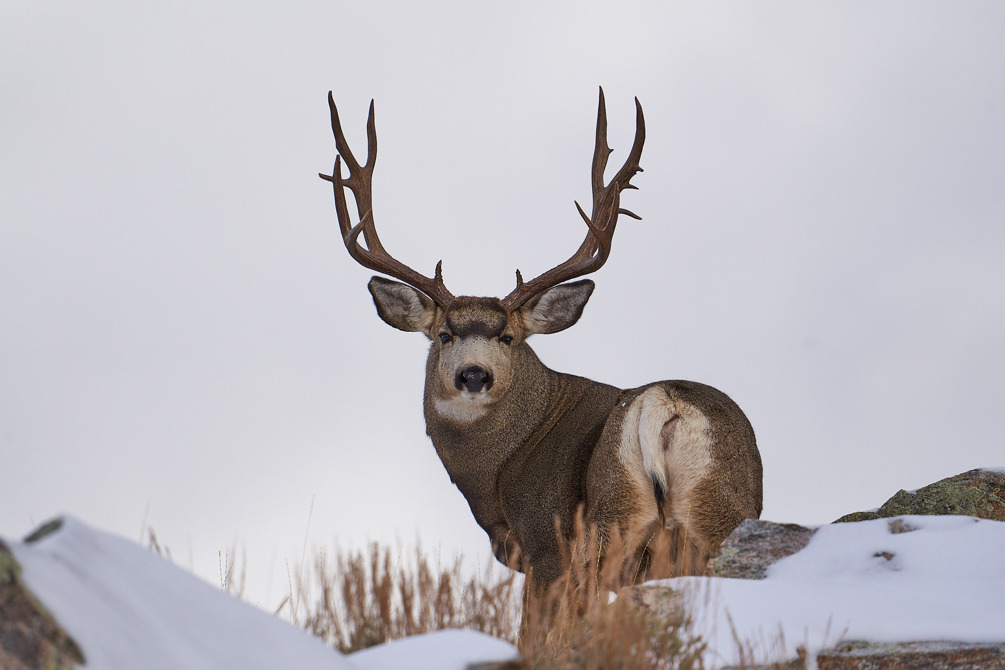 Mule Deer 091