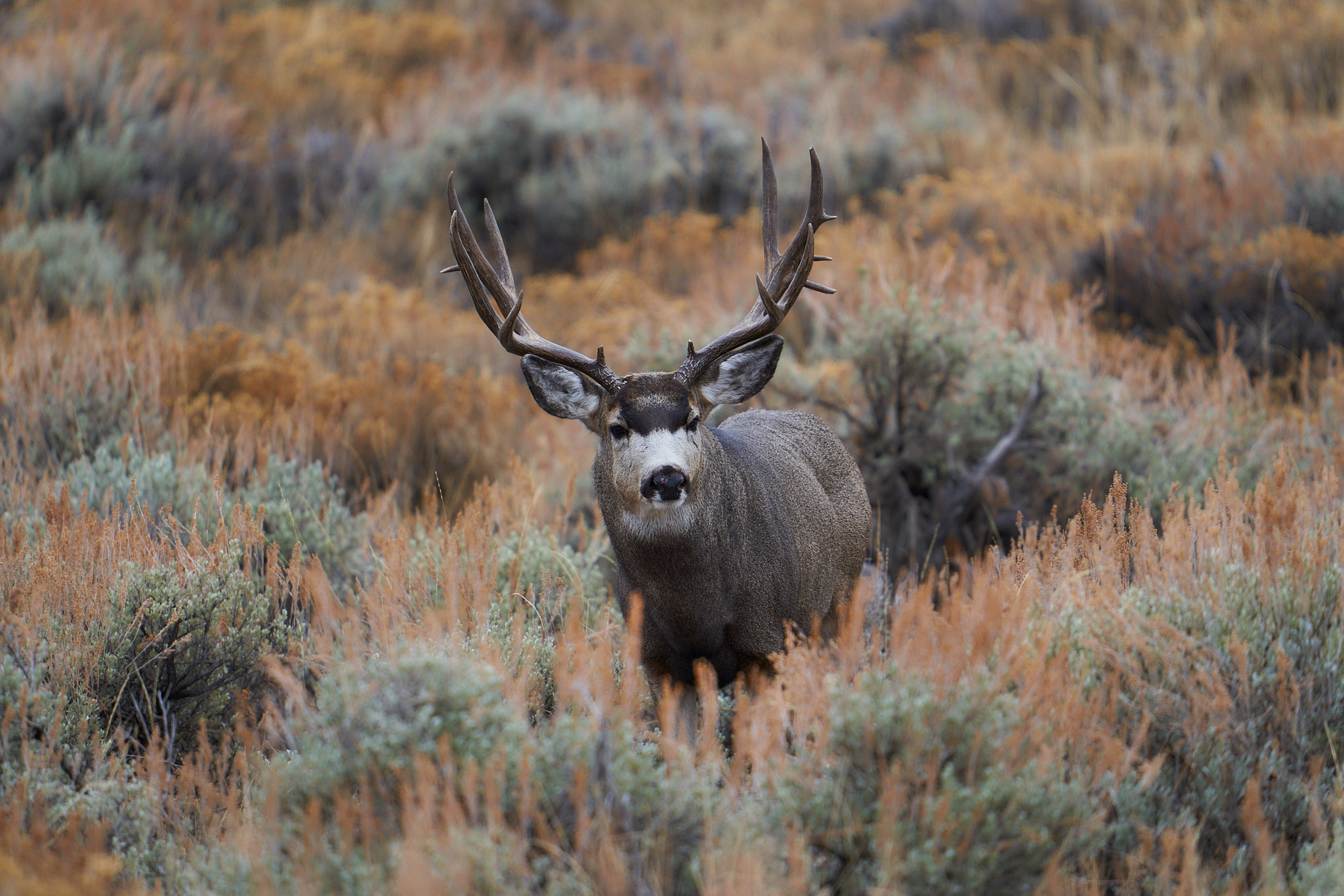 Mule Deer 088