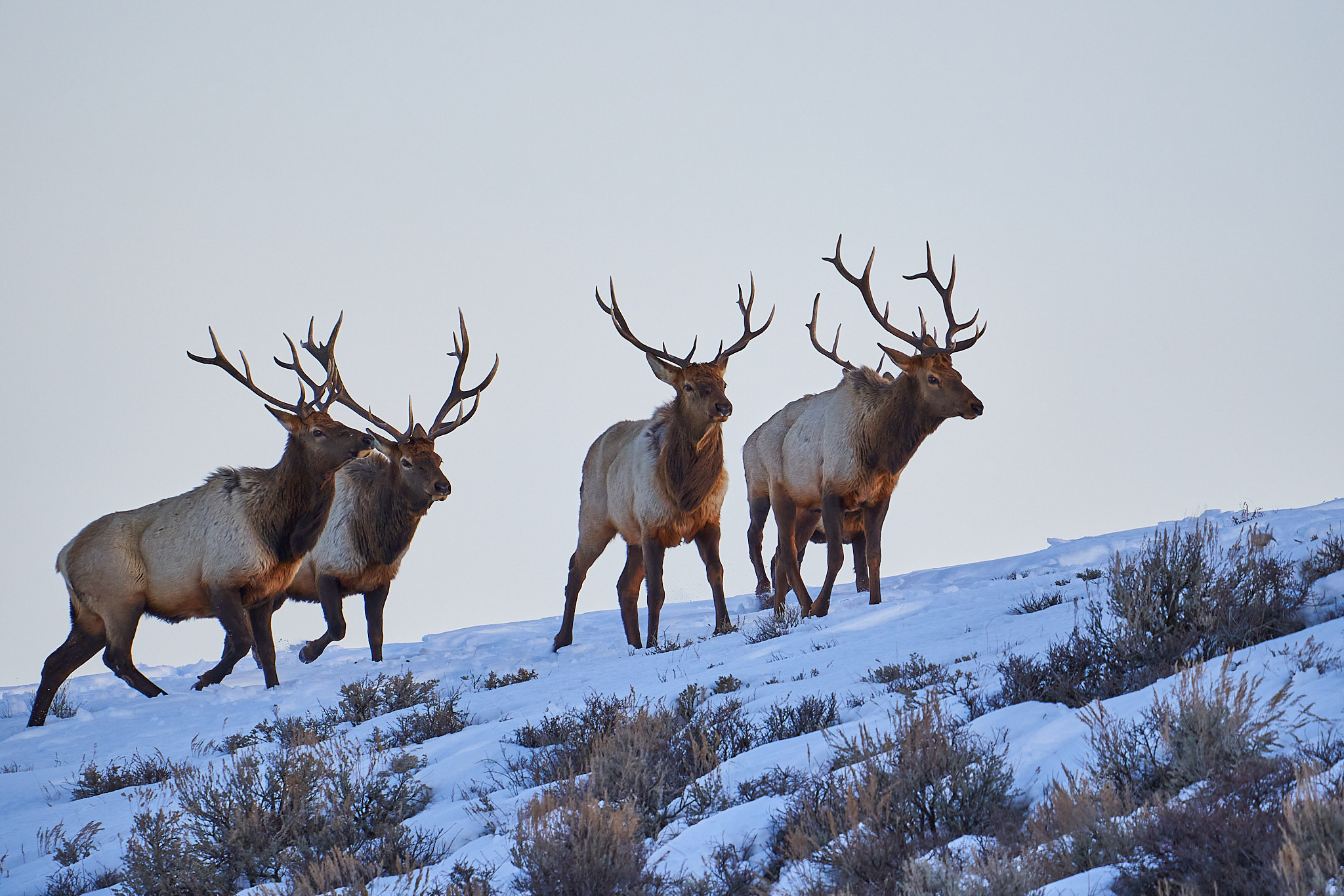 Bull Elk 070