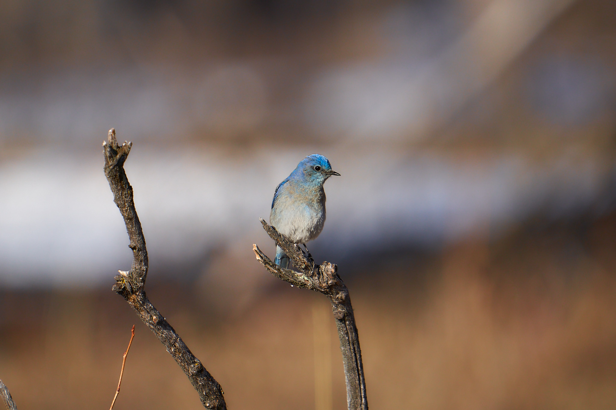Mountain Bluebird 063