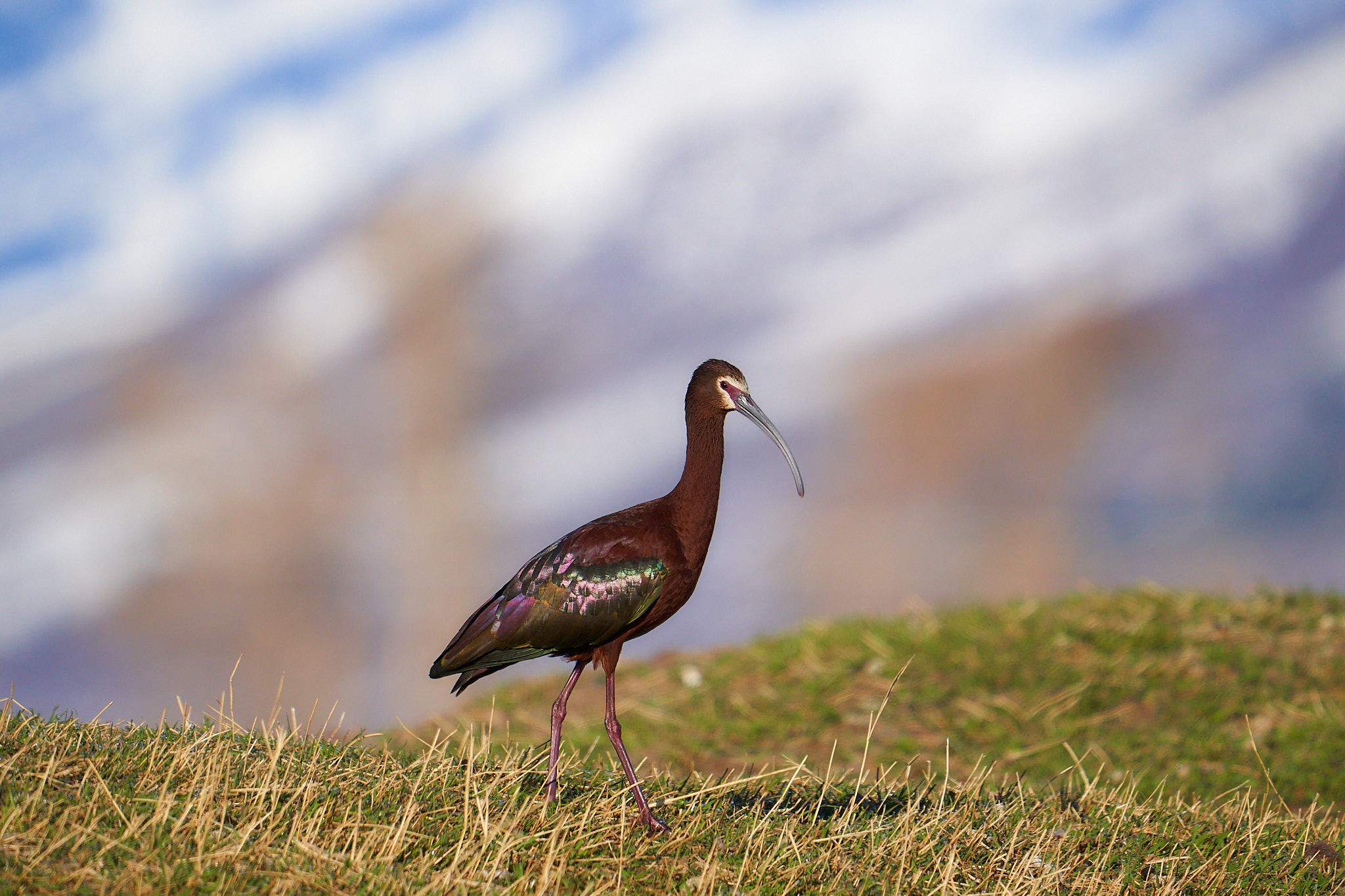 White-faced Ibis 057