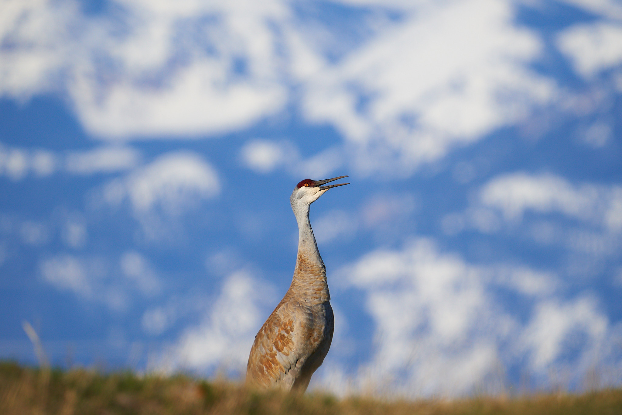 Sandhill Crane 056