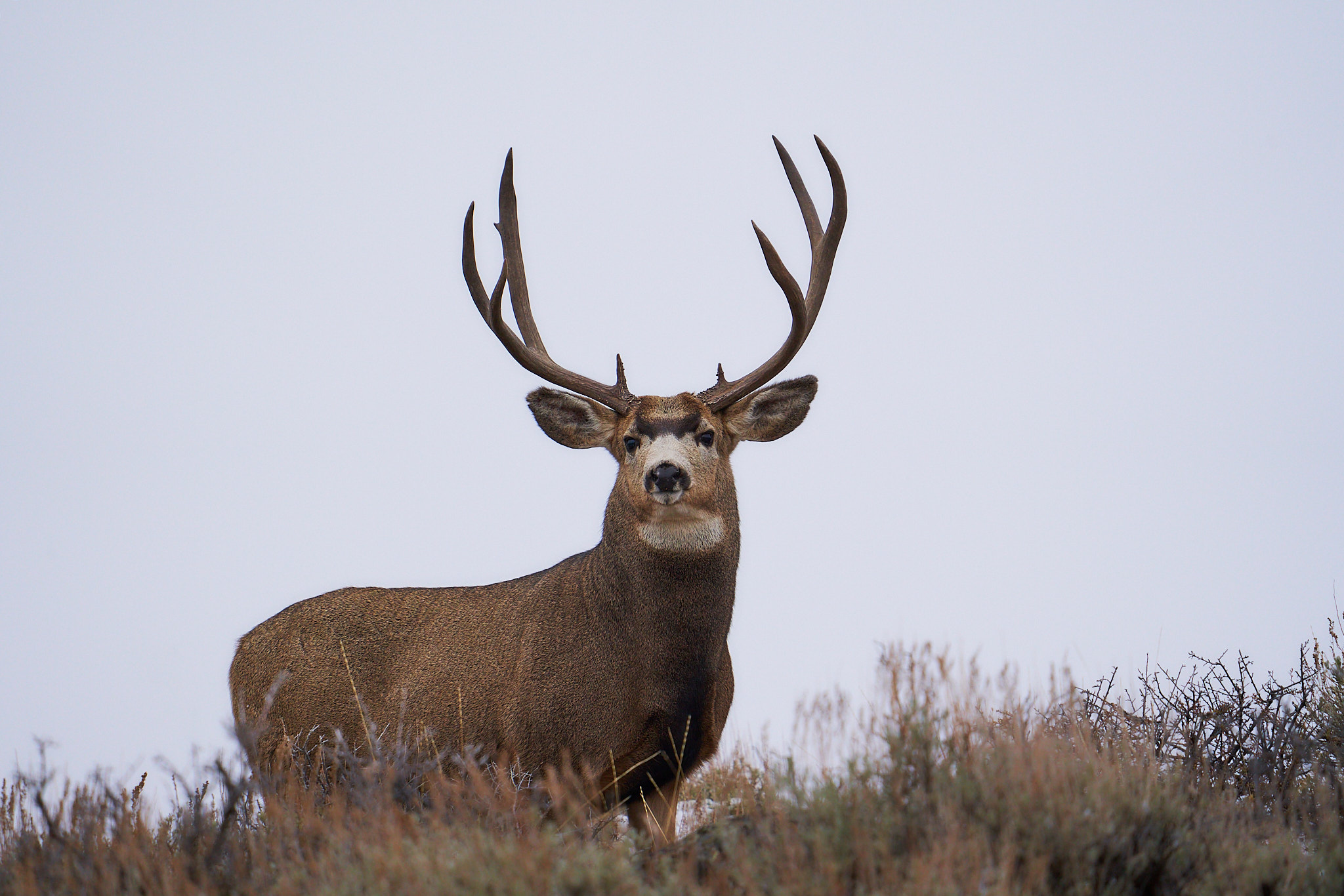 Mule Deer 055