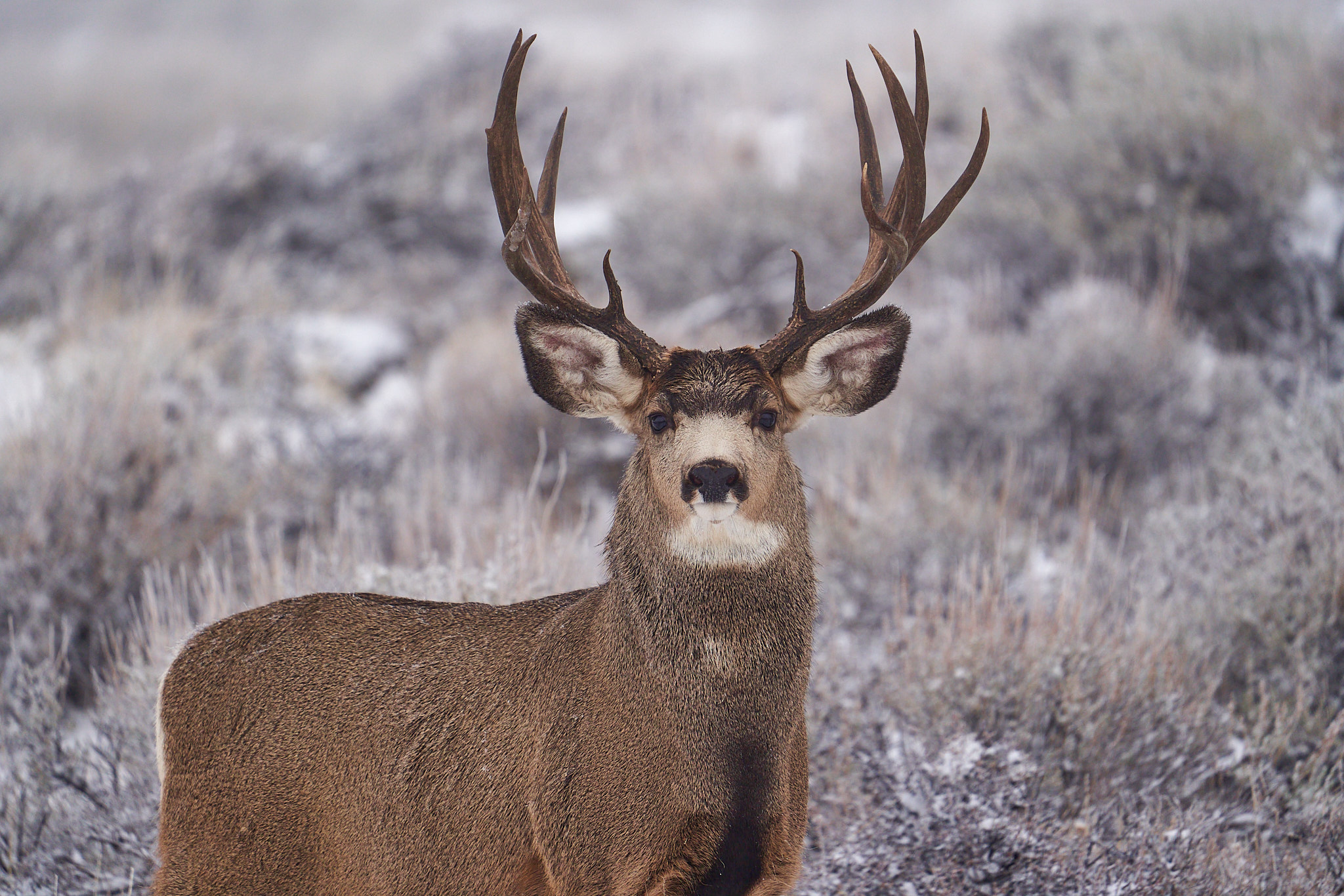 Mule Deer 053