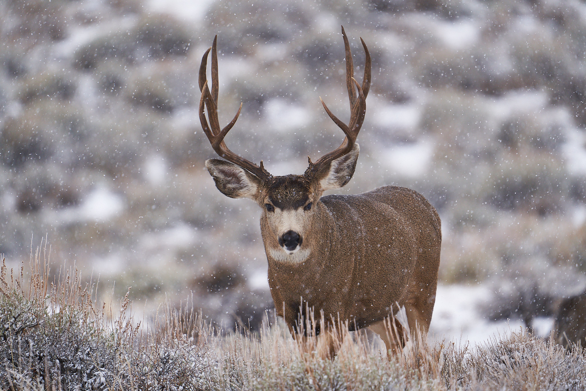 Mule Deer 052