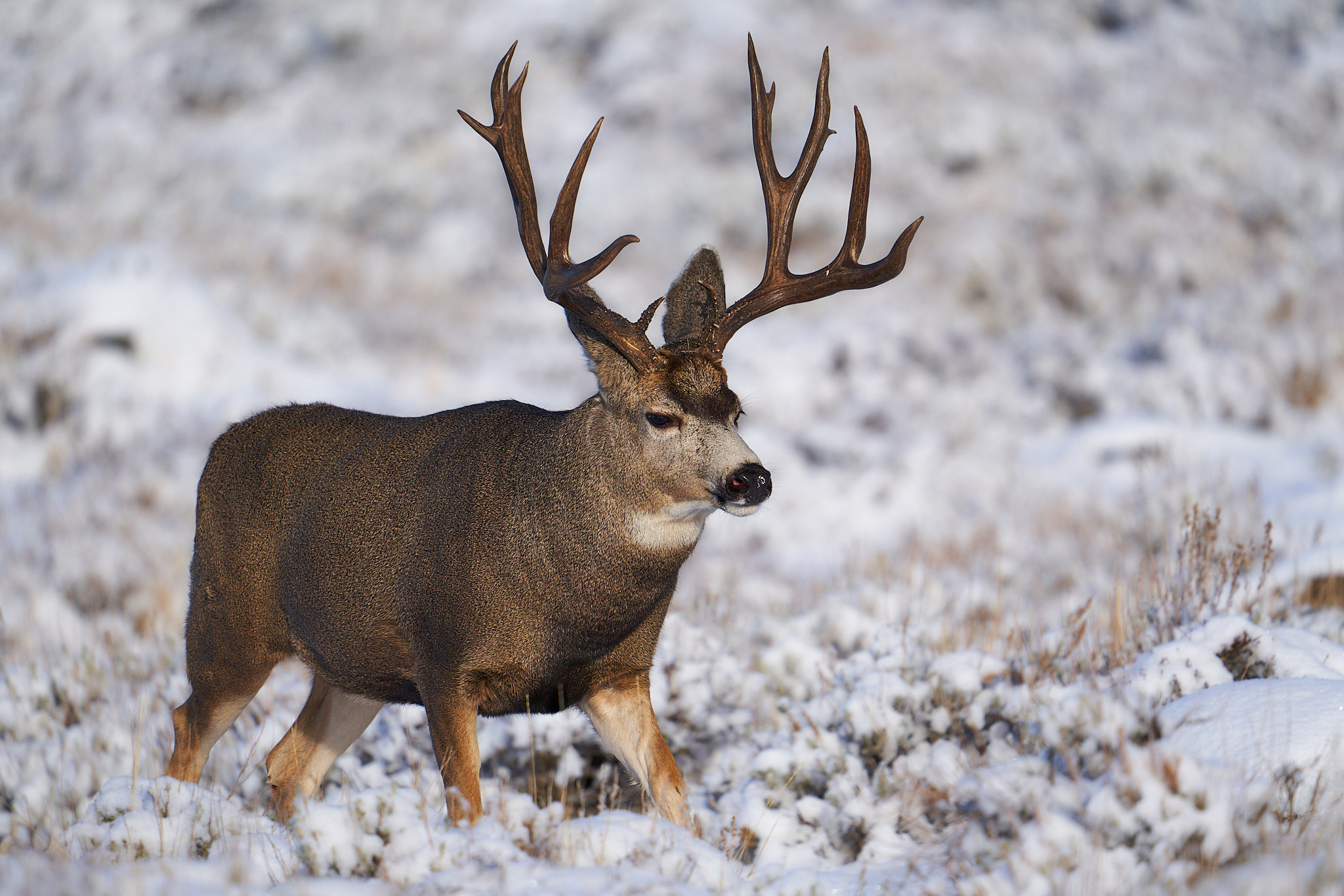 Mule Deer 047