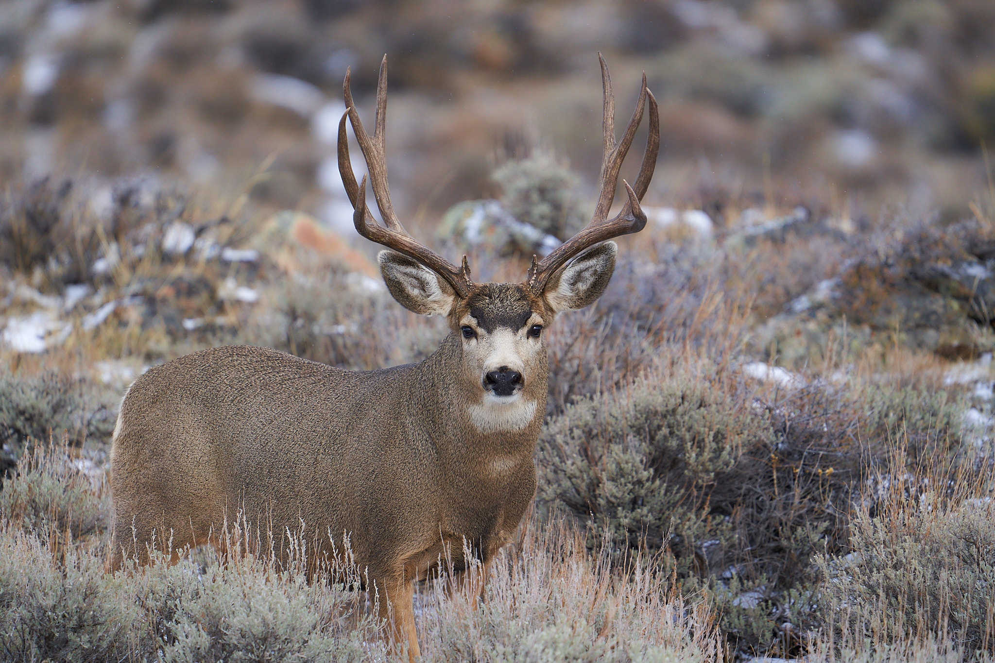 Mule Deer 044