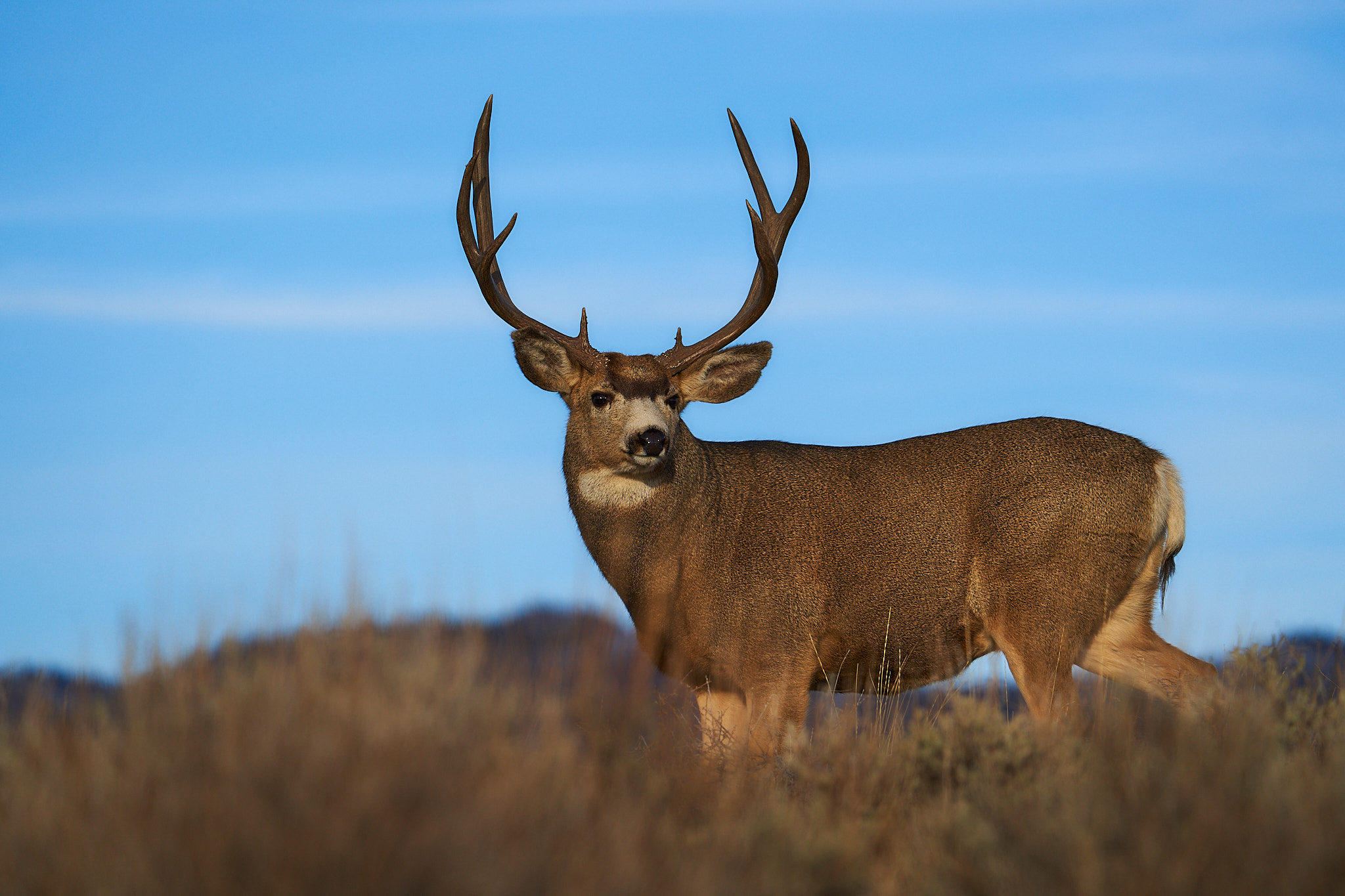 Mule Deer 040