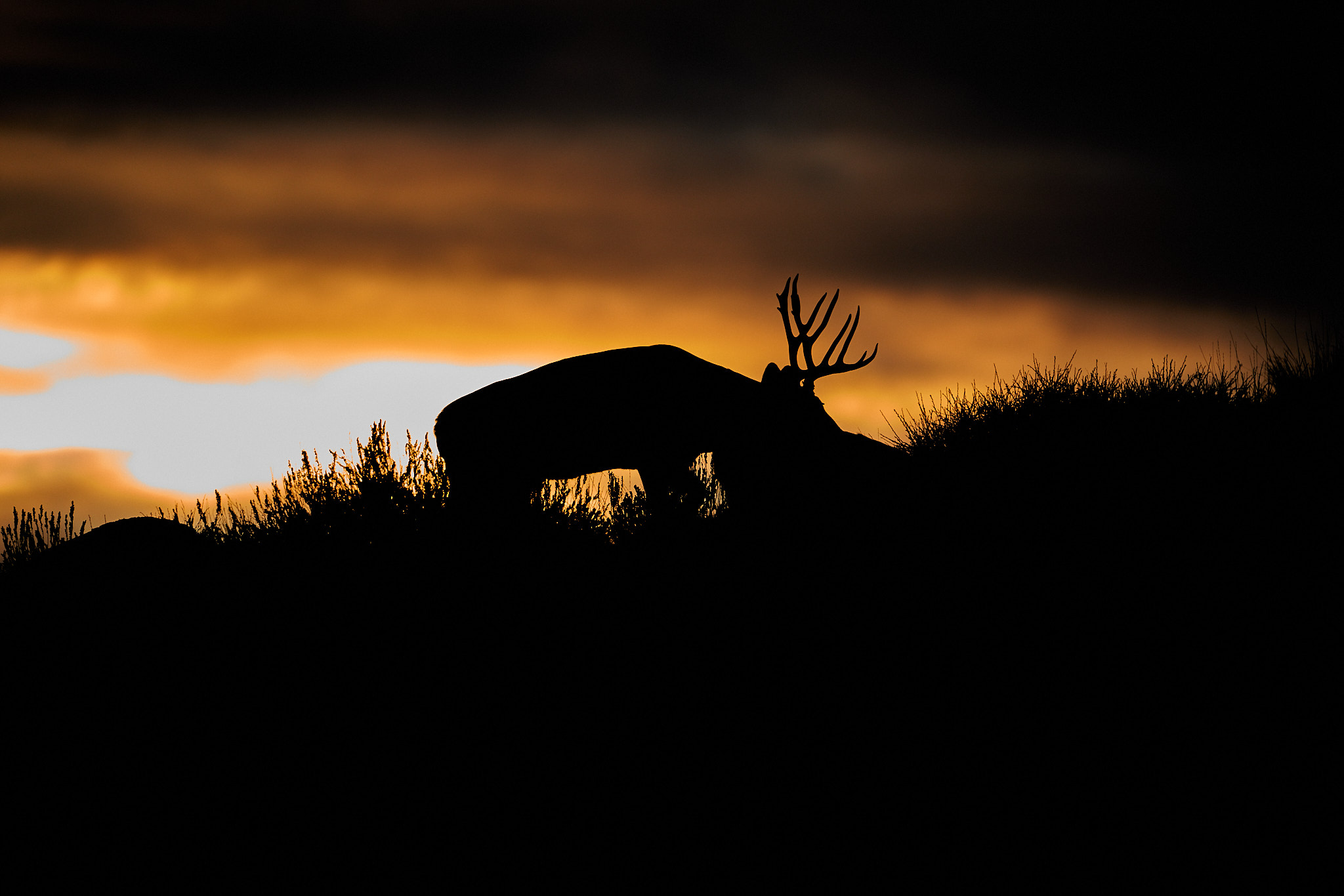 Mule Deer 036