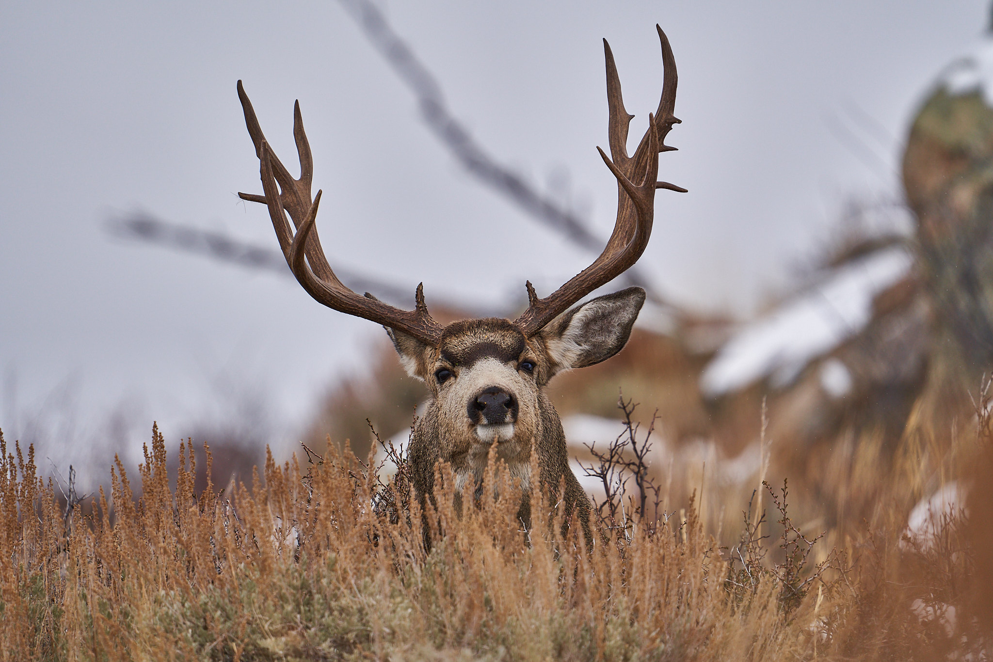 Mule Deer 034