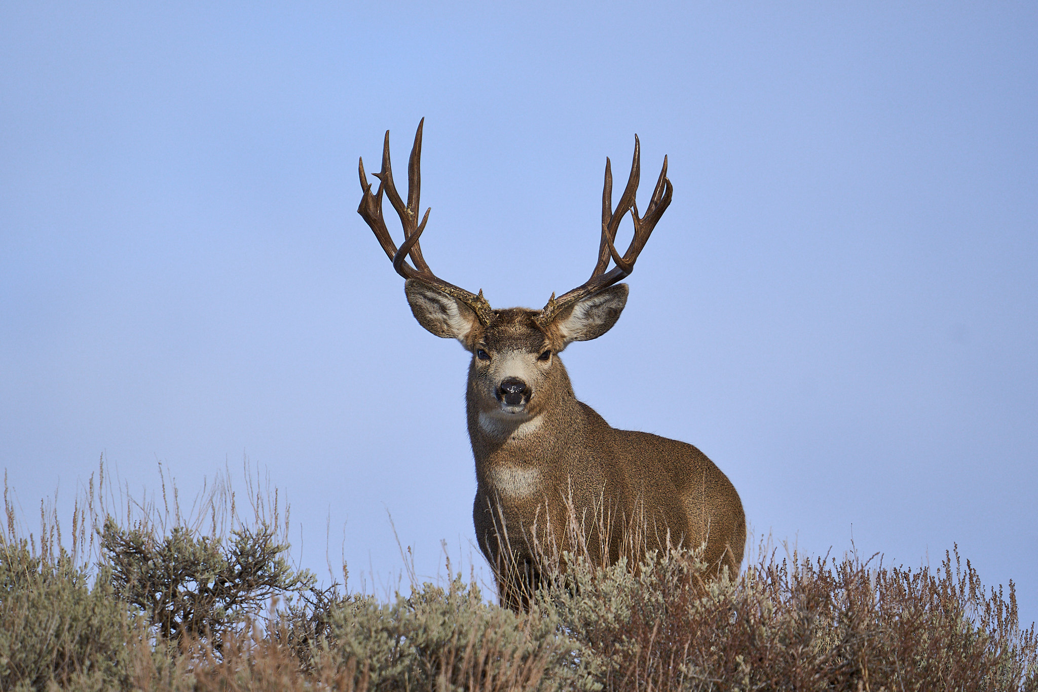 Mule Deer 031
