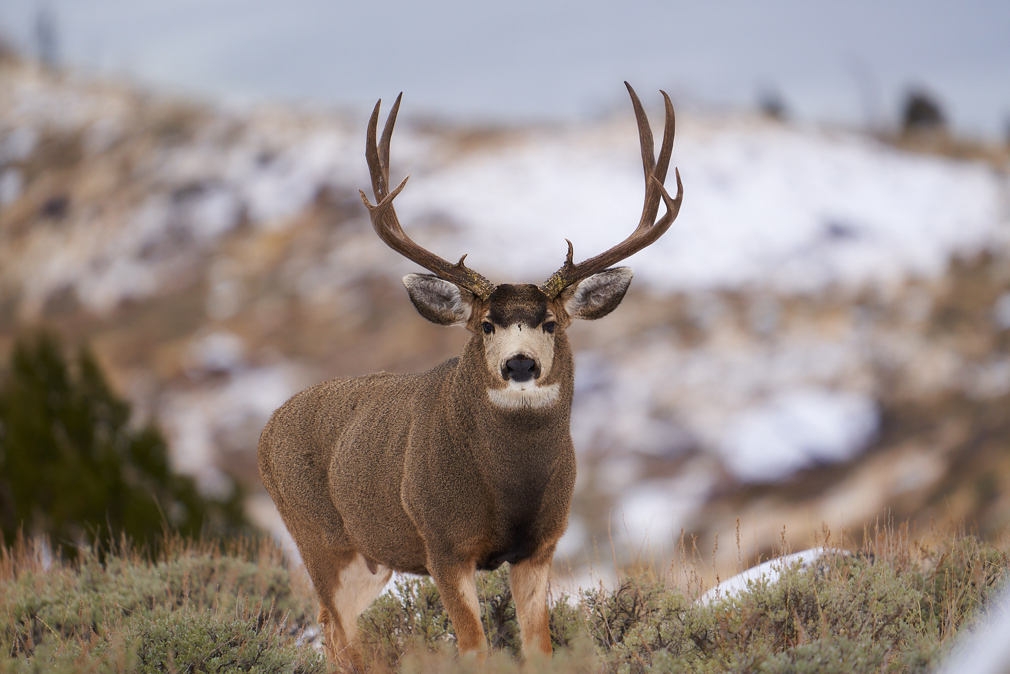 Mule Deer 030