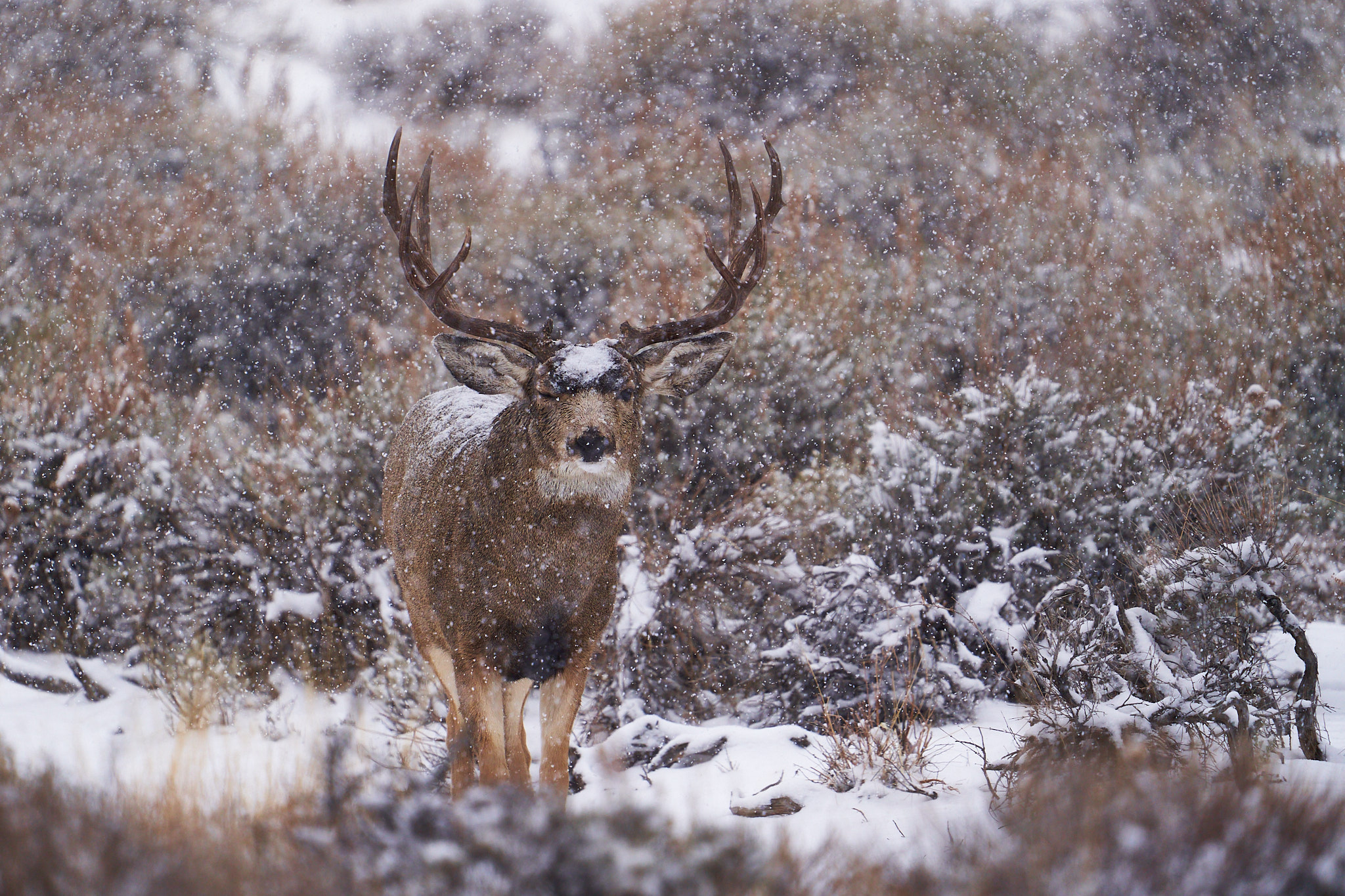 Mule Deer 023