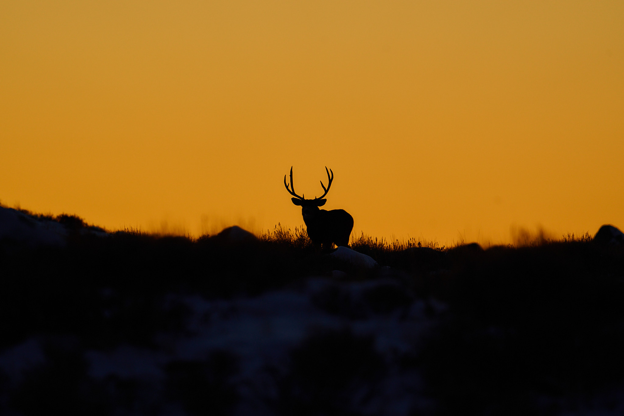 Mule Deer 019