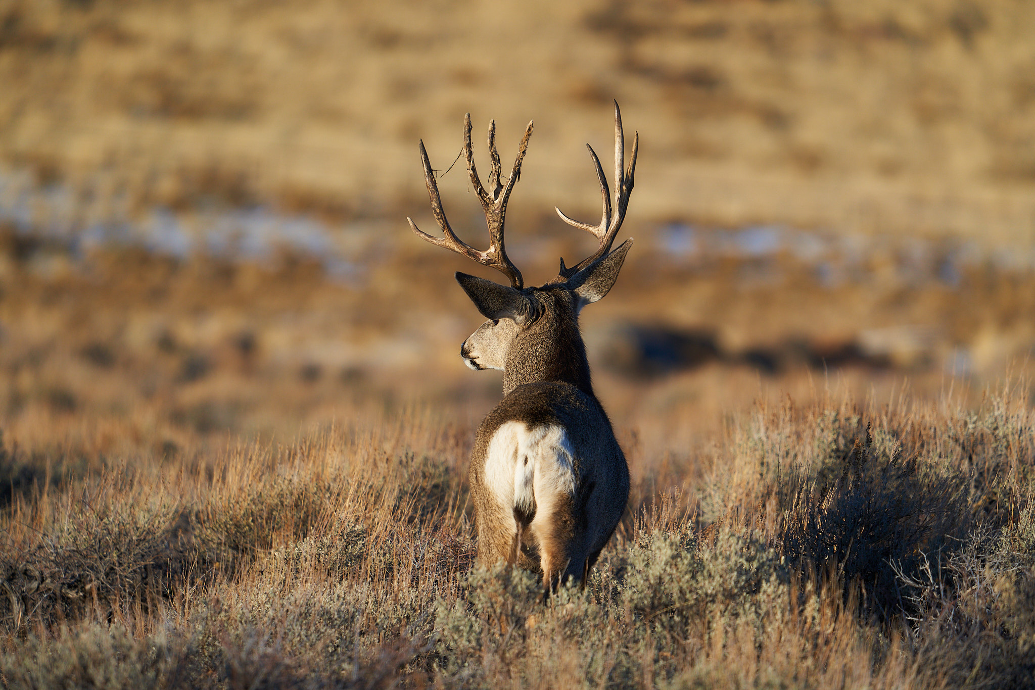 Mule Deer 017