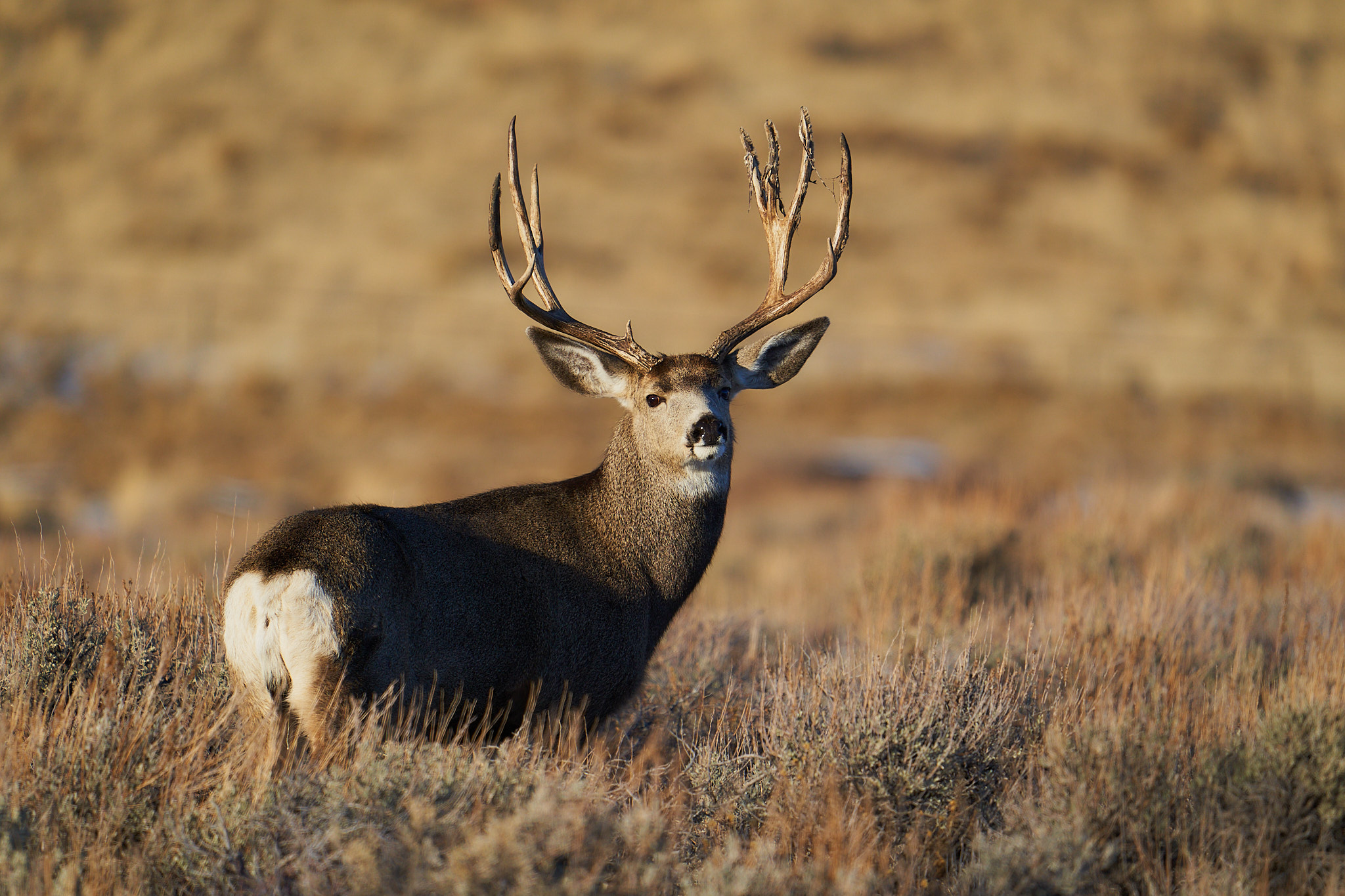 Mule Deer 016