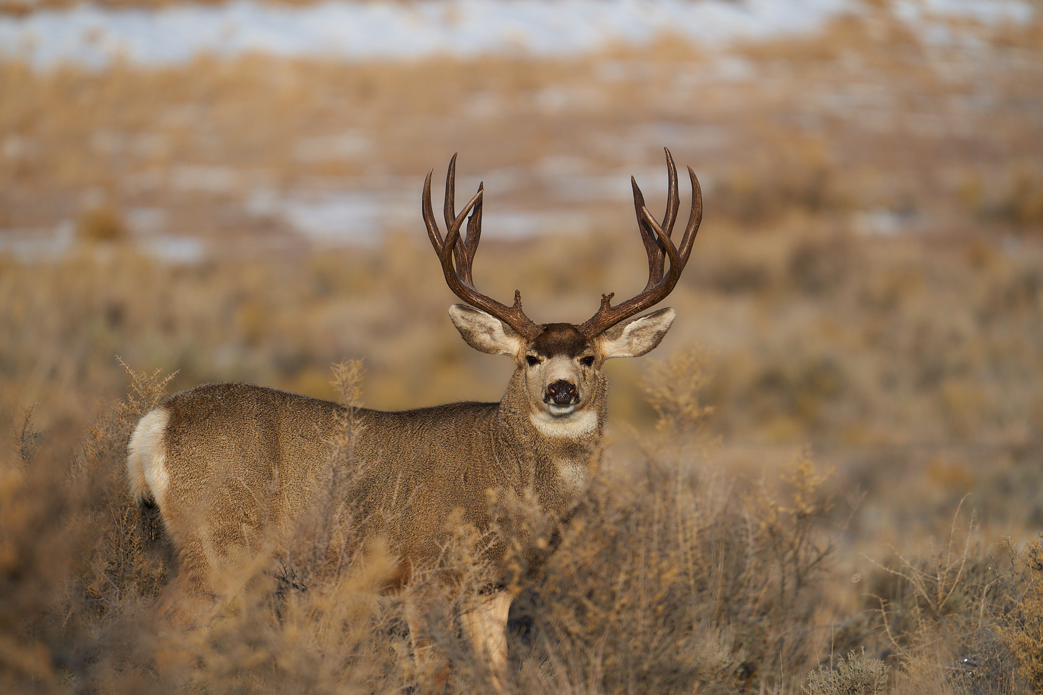 Mule Deer 010