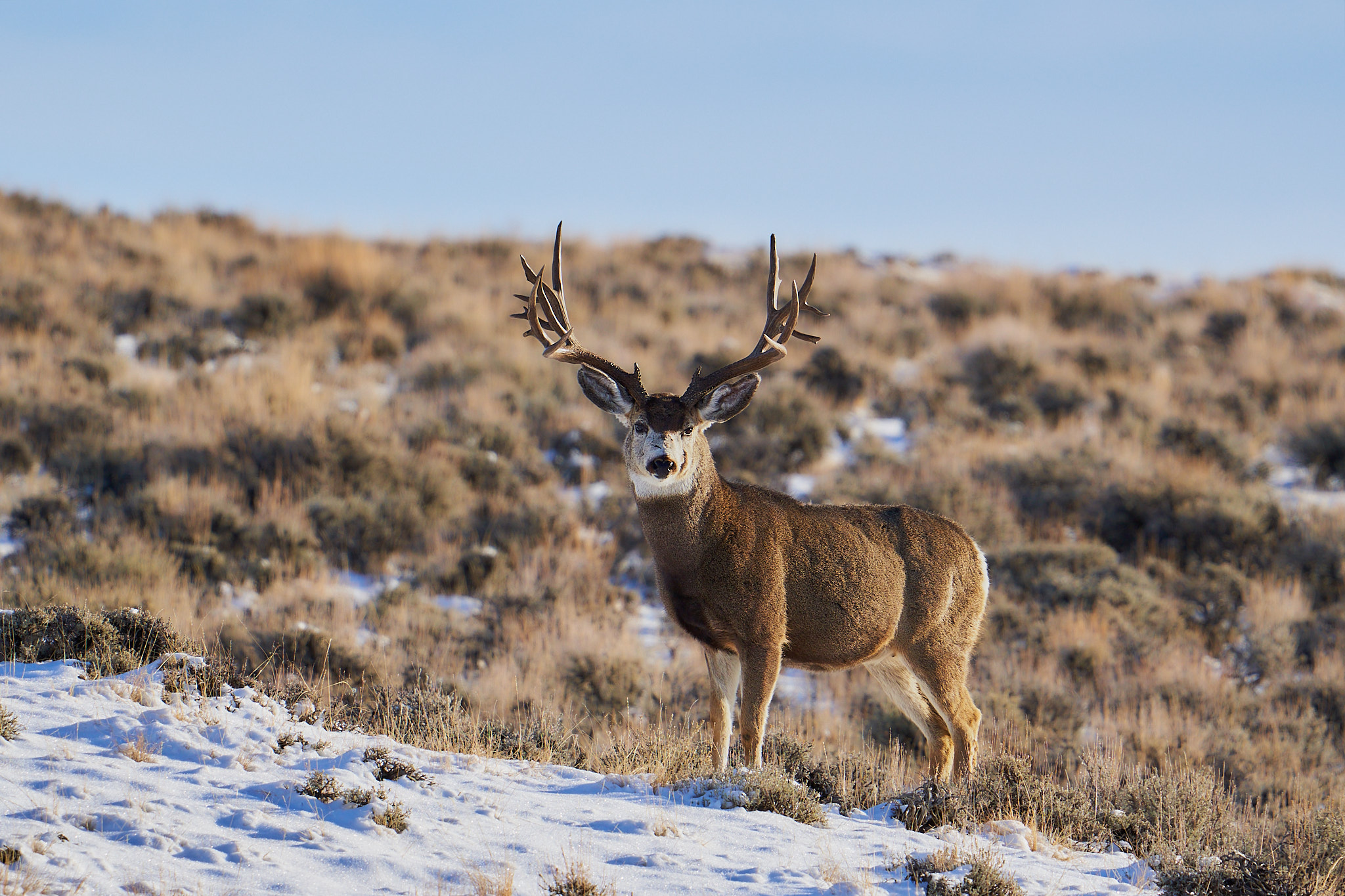Mule Deer 007