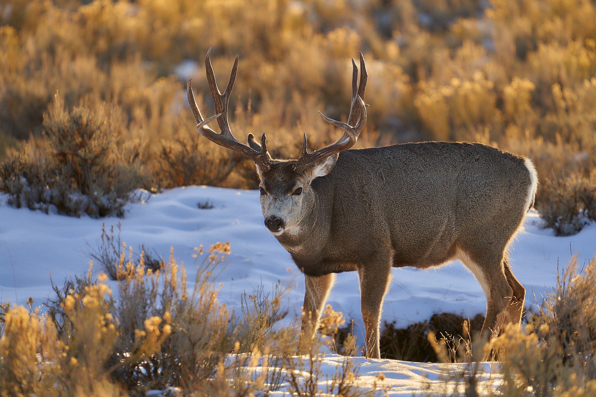 Mule Deer 006