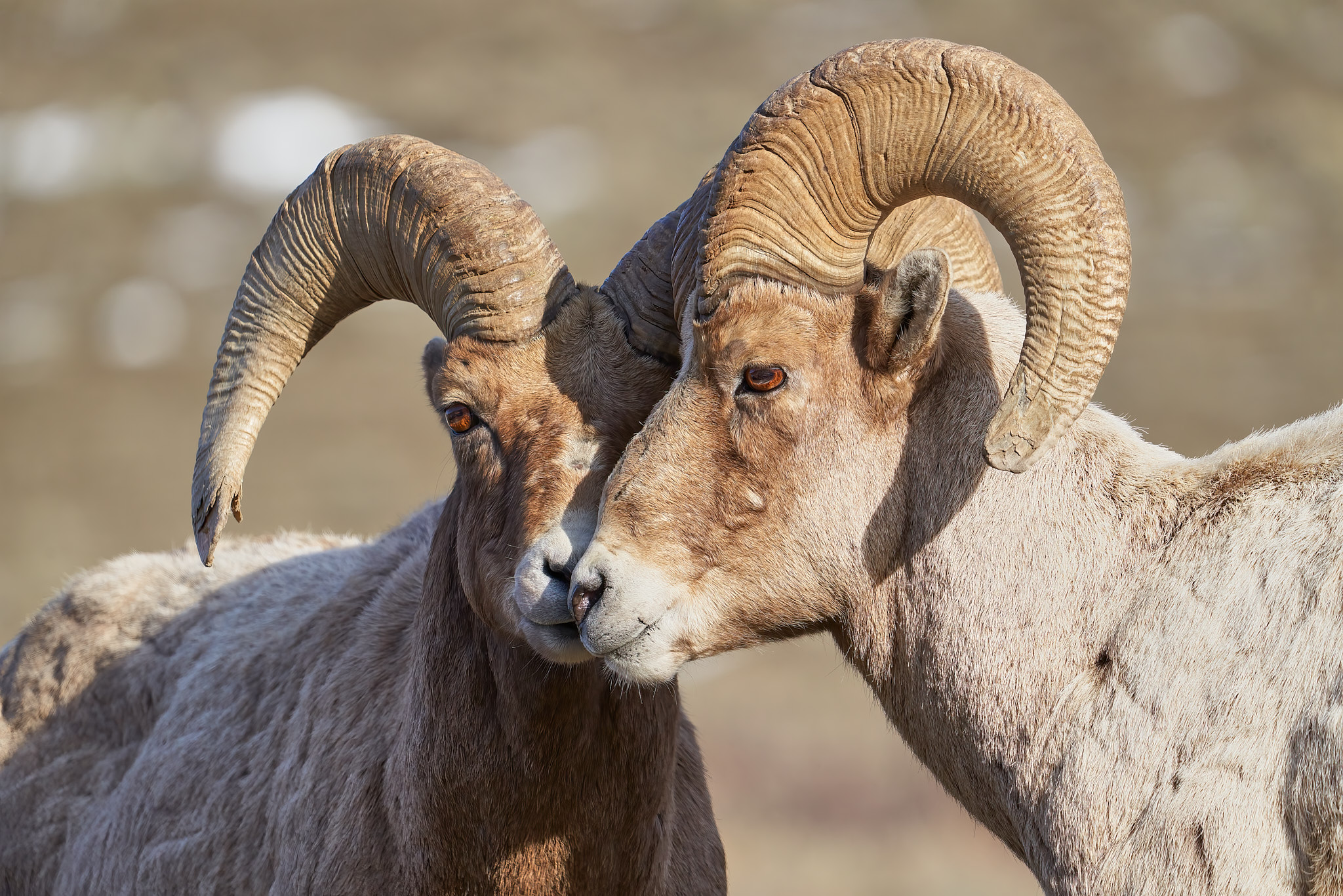 Bighorn Sheep 076