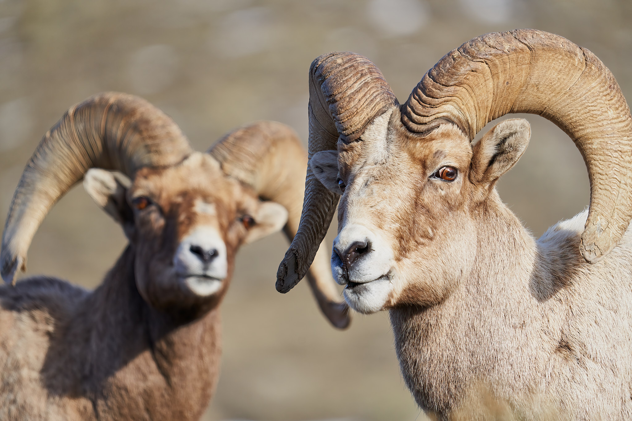 Bighorn Sheep 061