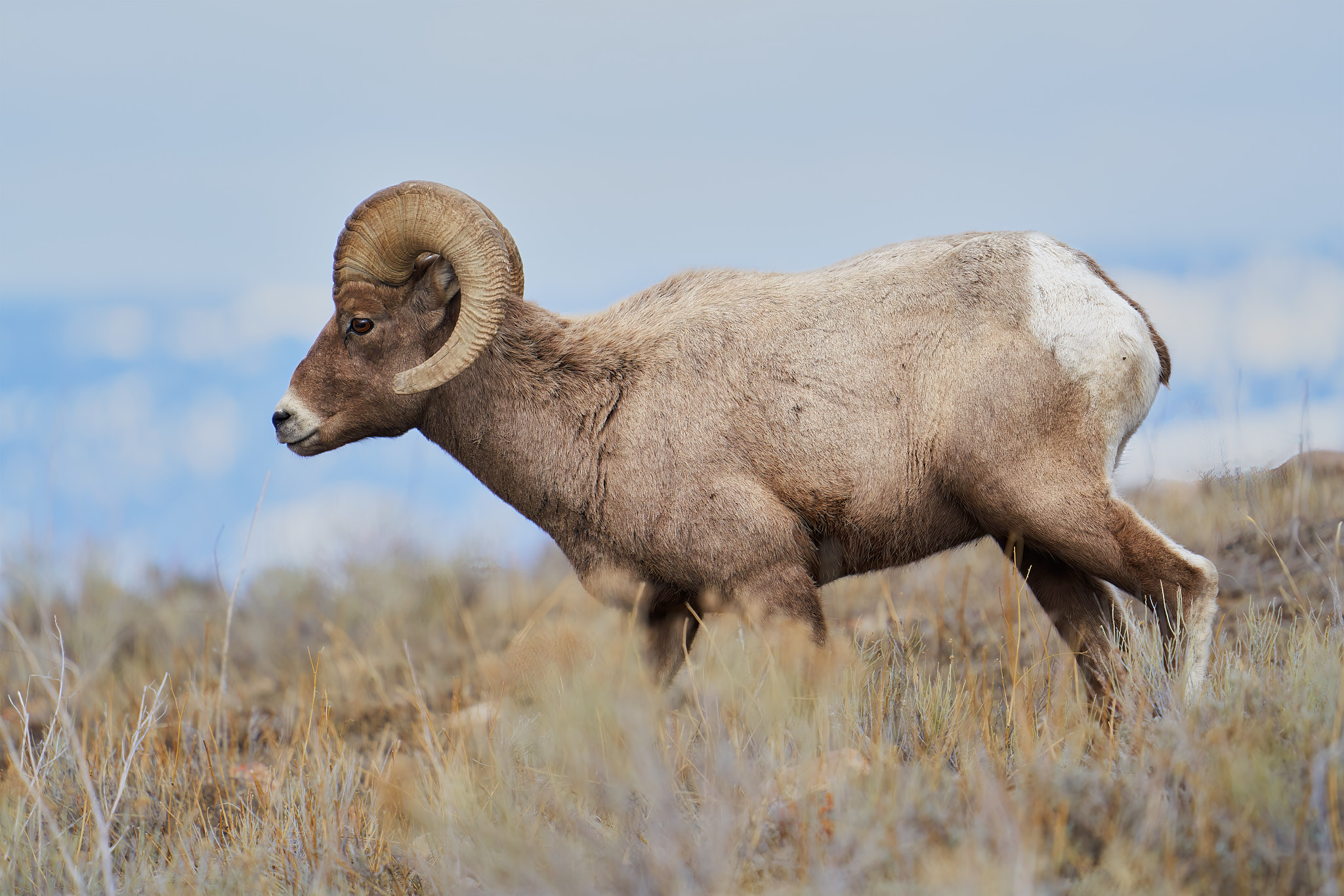 Bighorn Sheep 077