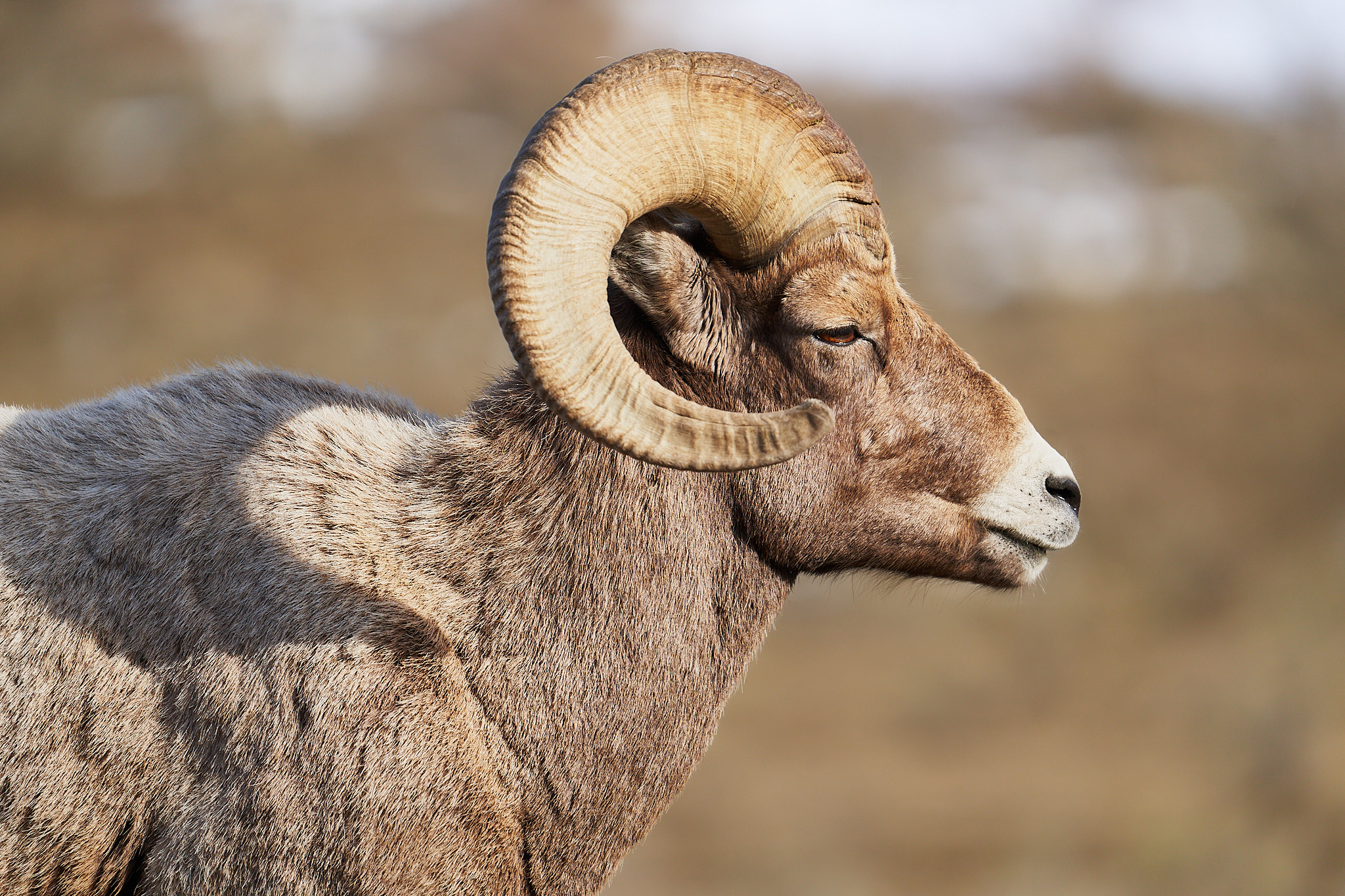 Bighorn Sheep 074