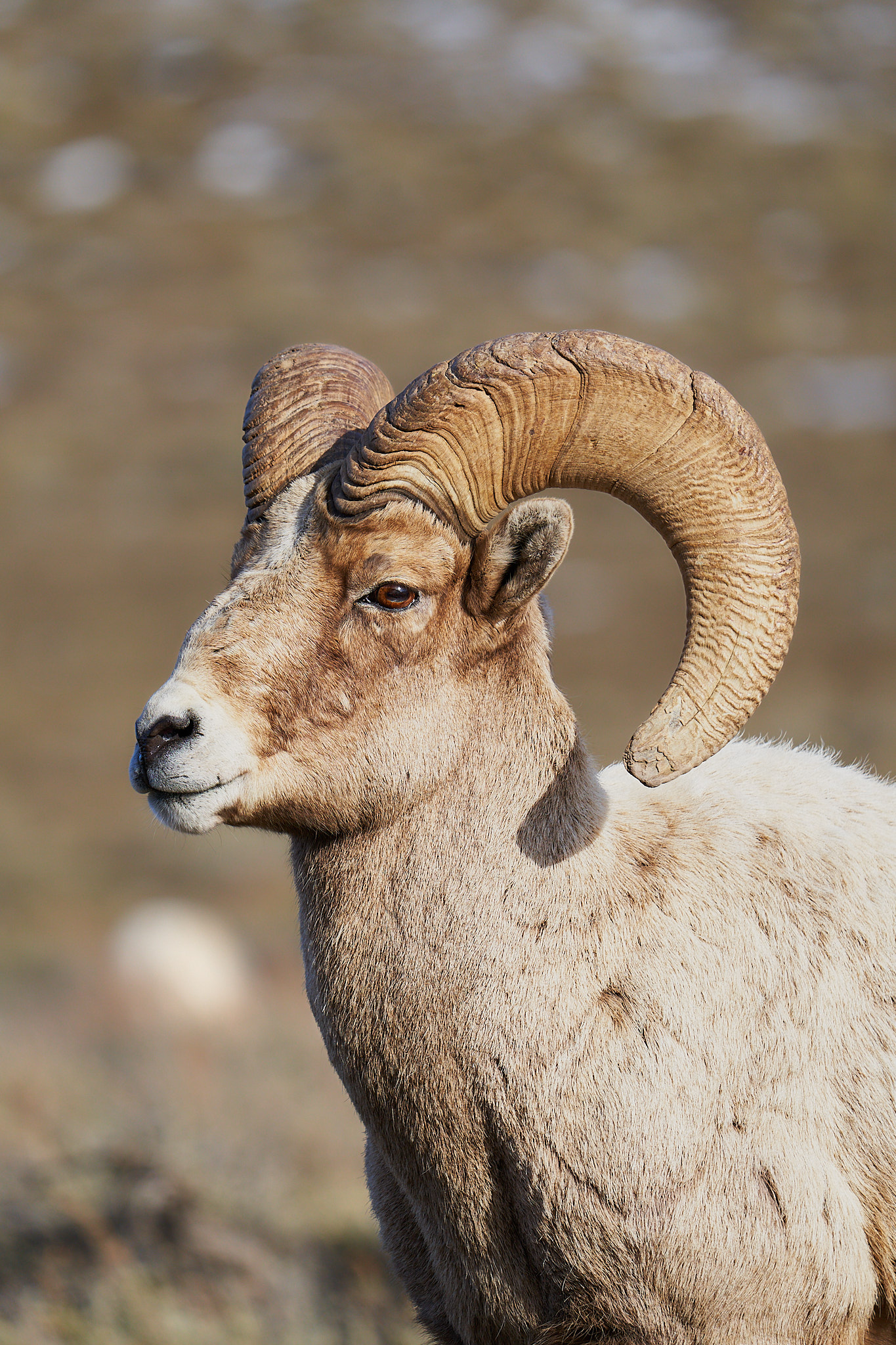 Bighorn Sheep 0101