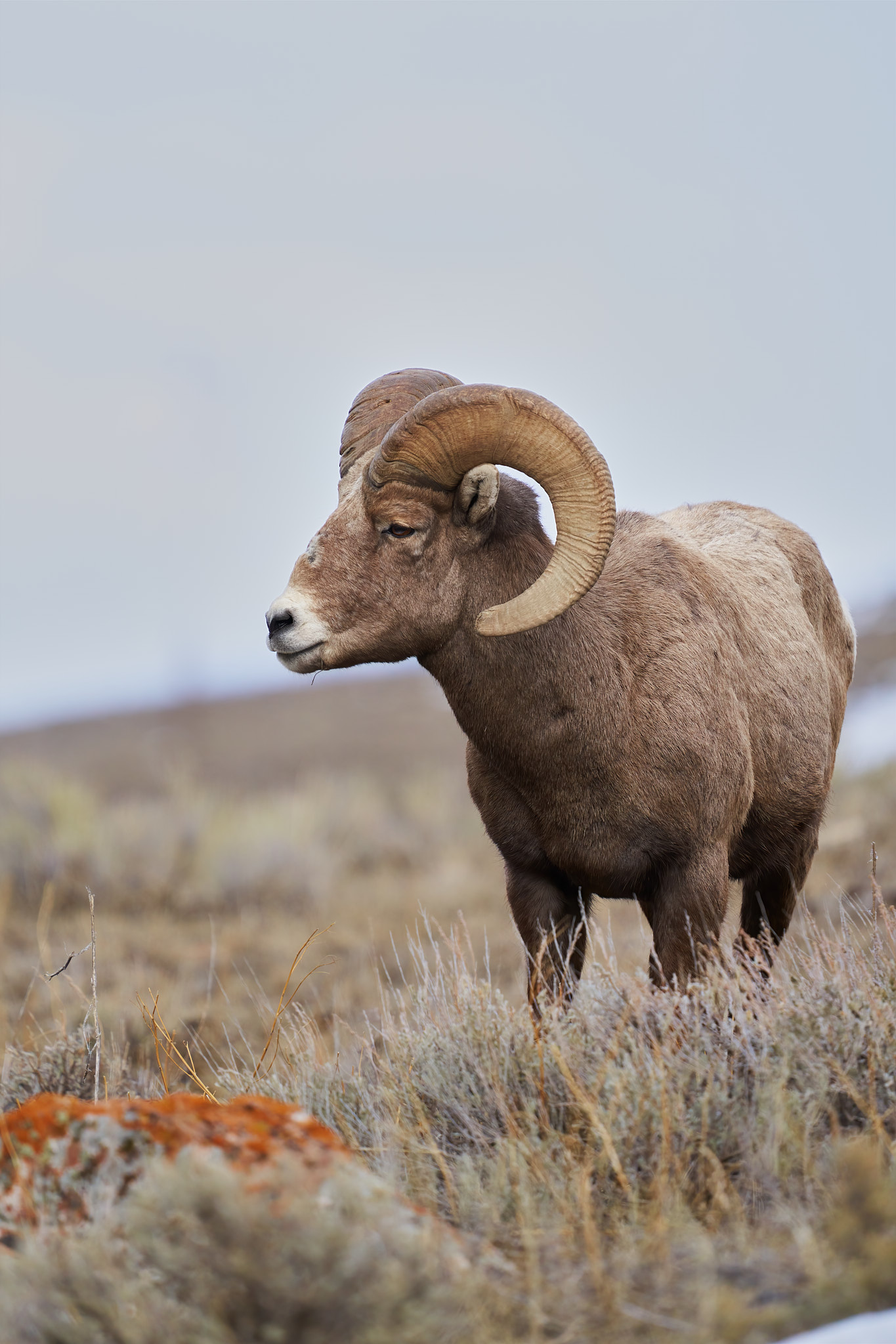 Bighorn Sheep 0105