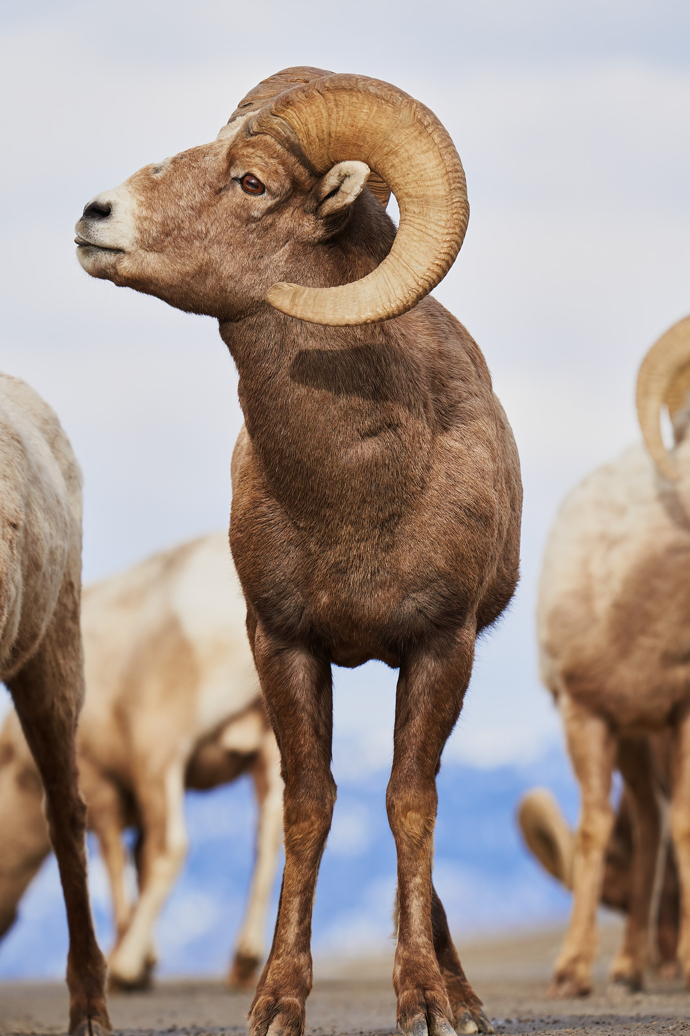 Bighorn Sheep 0106