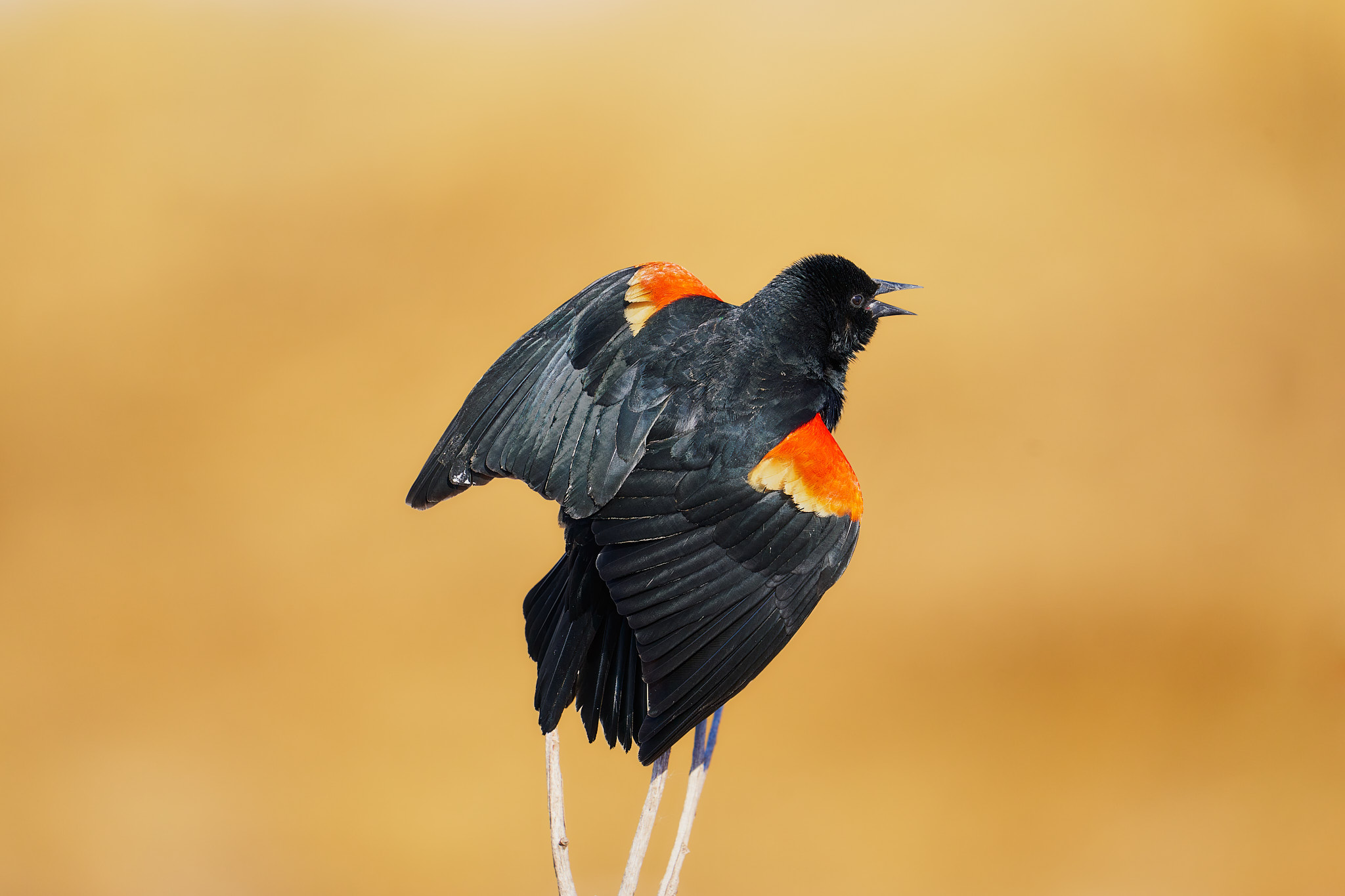 Red-Winged Blackbird 0107